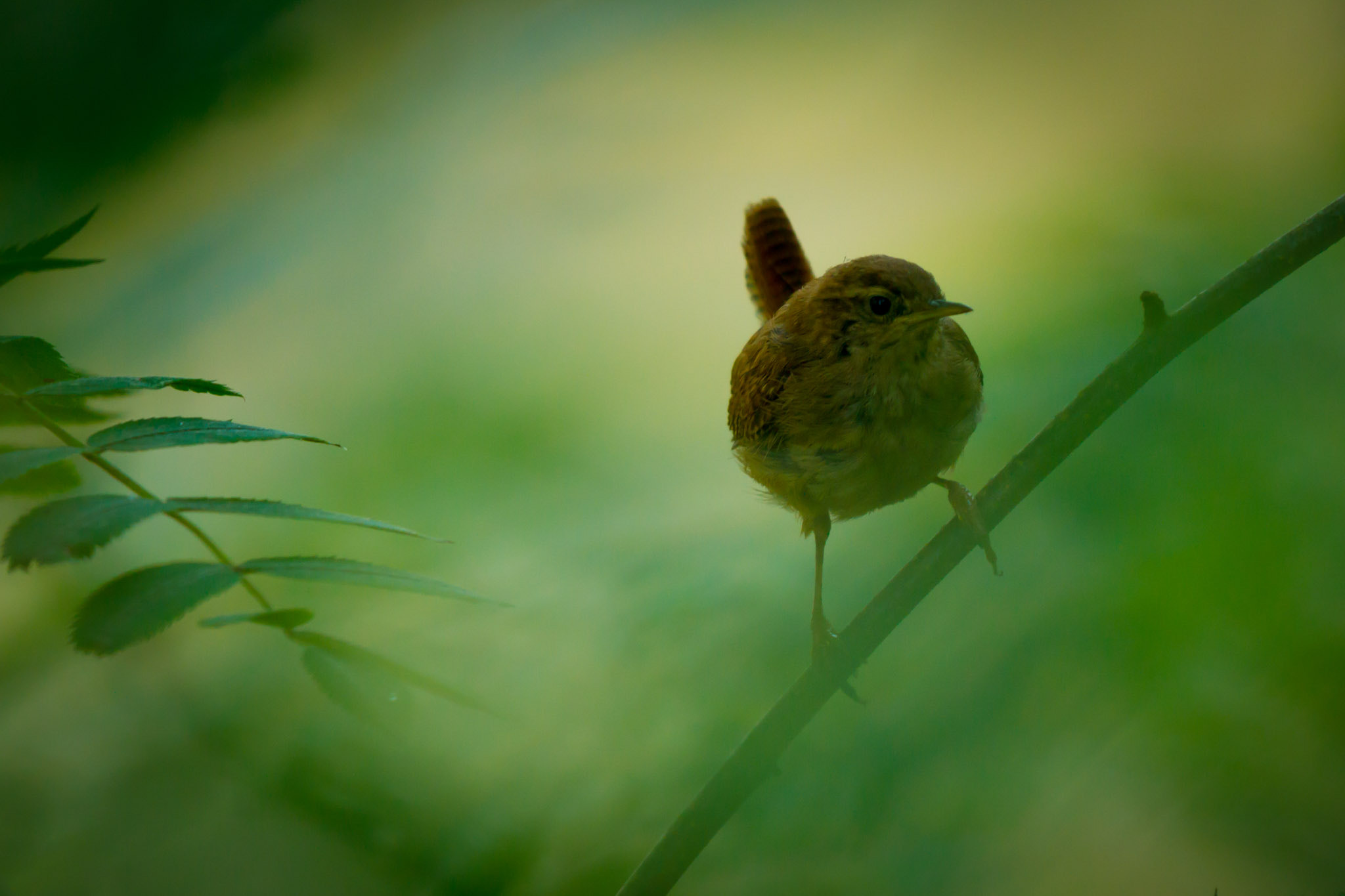 Canon EOS 7D + Canon EF 500mm F4L IS II USM sample photo. Magical wren photography