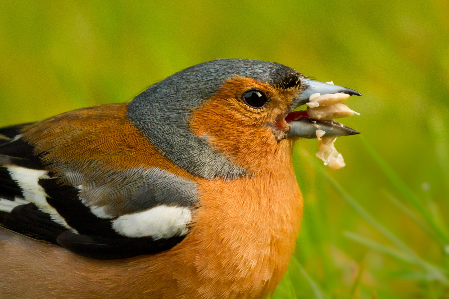 Canon EOS 7D + Canon EF 500mm F4L IS II USM sample photo. The greedy chaffinch photography