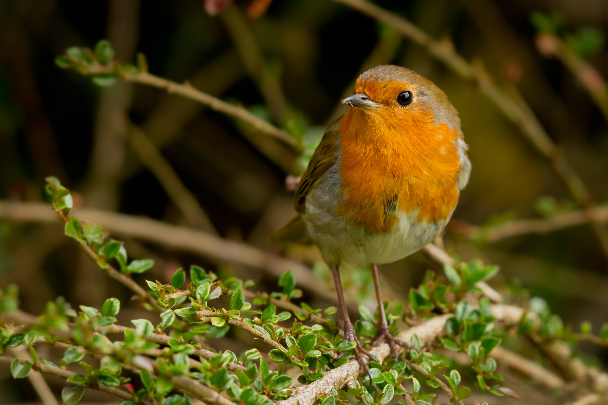 Canon EOS 7D + Canon EF 500mm F4L IS II USM sample photo. The lovely robin red breast photography