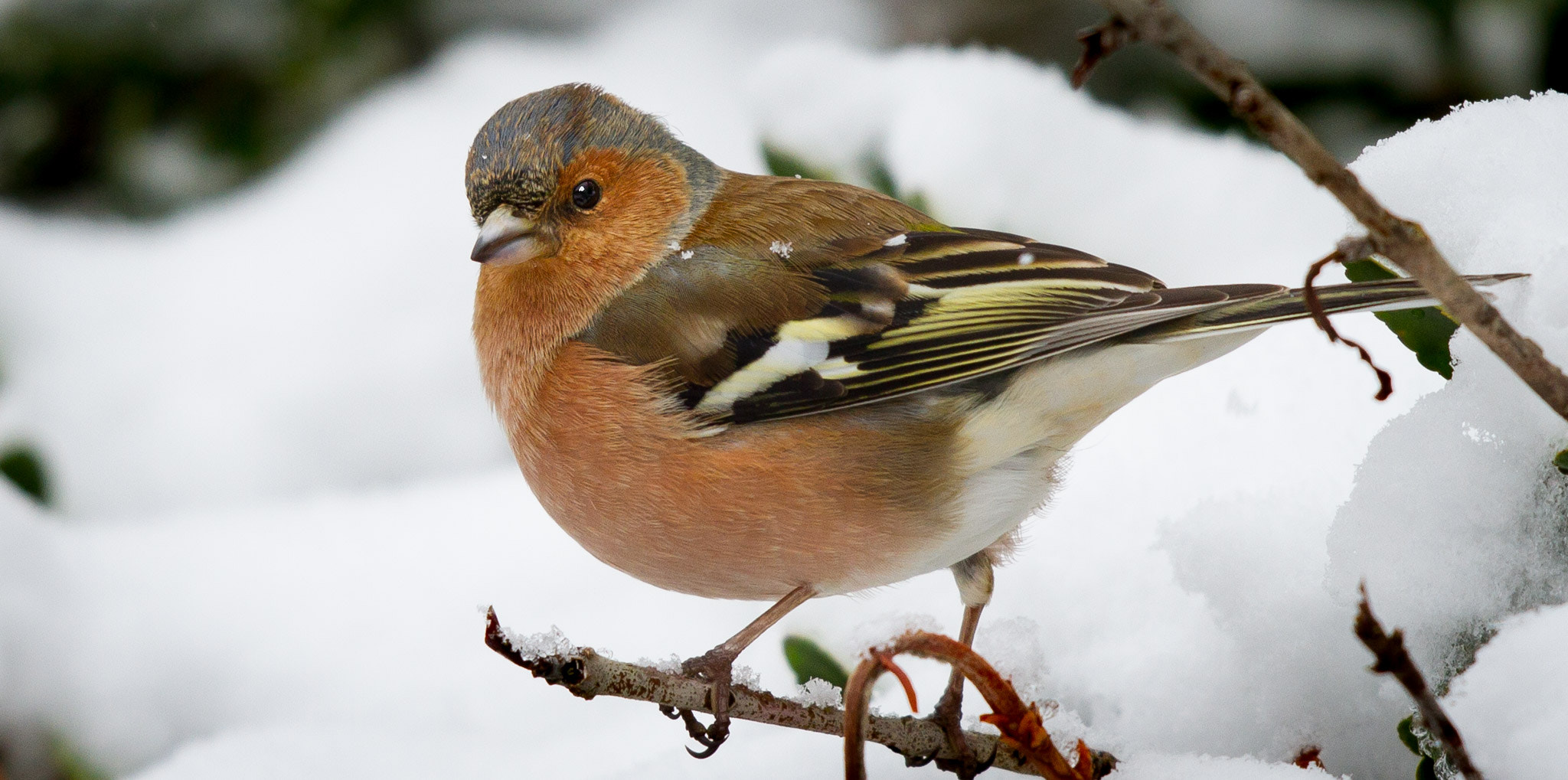 Canon EF 500mm F4L IS II USM sample photo. Chilly chaffinch in the snow photography