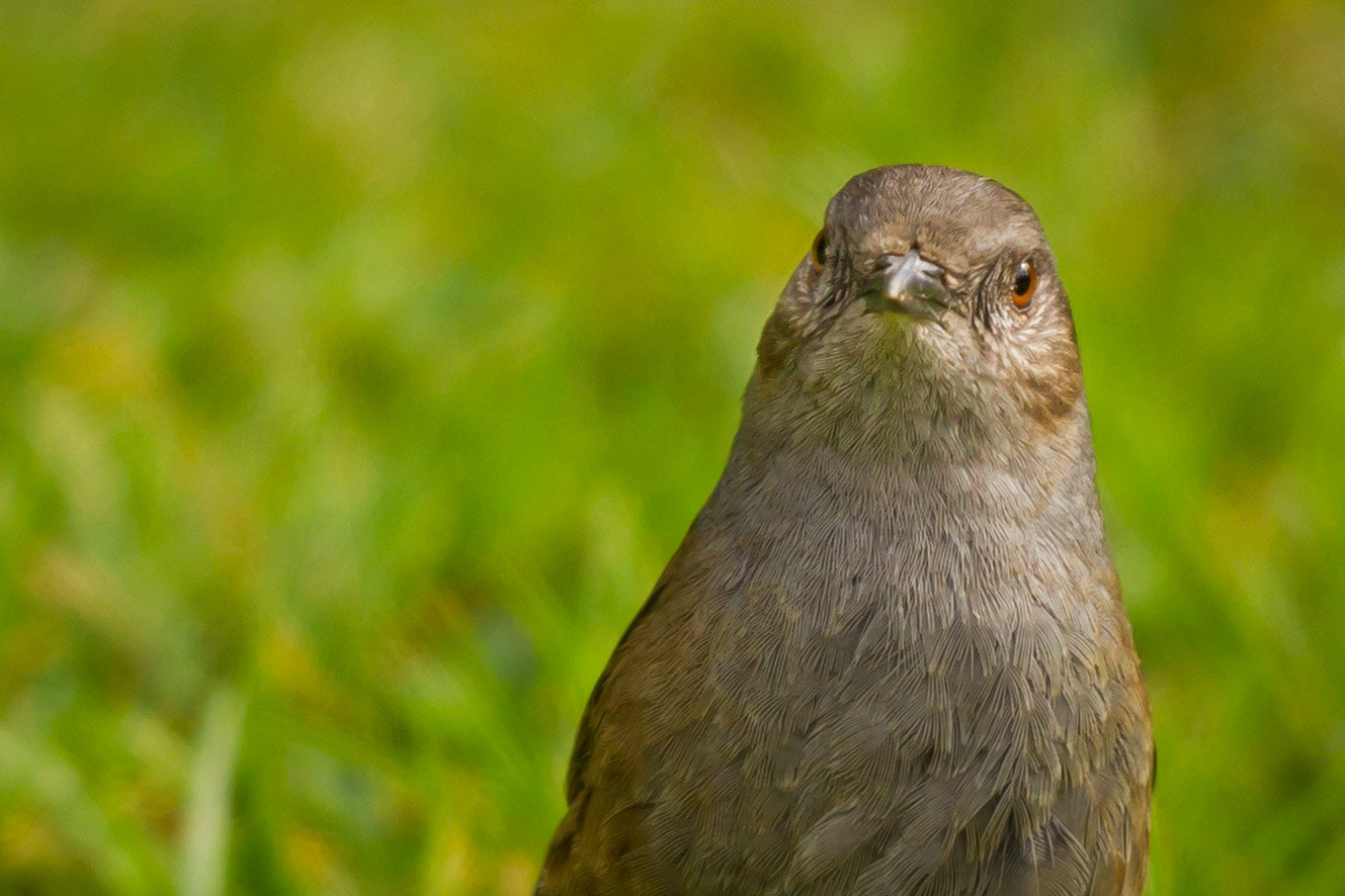 Canon EF 500mm F4L IS II USM sample photo. Who are you looking at? photography
