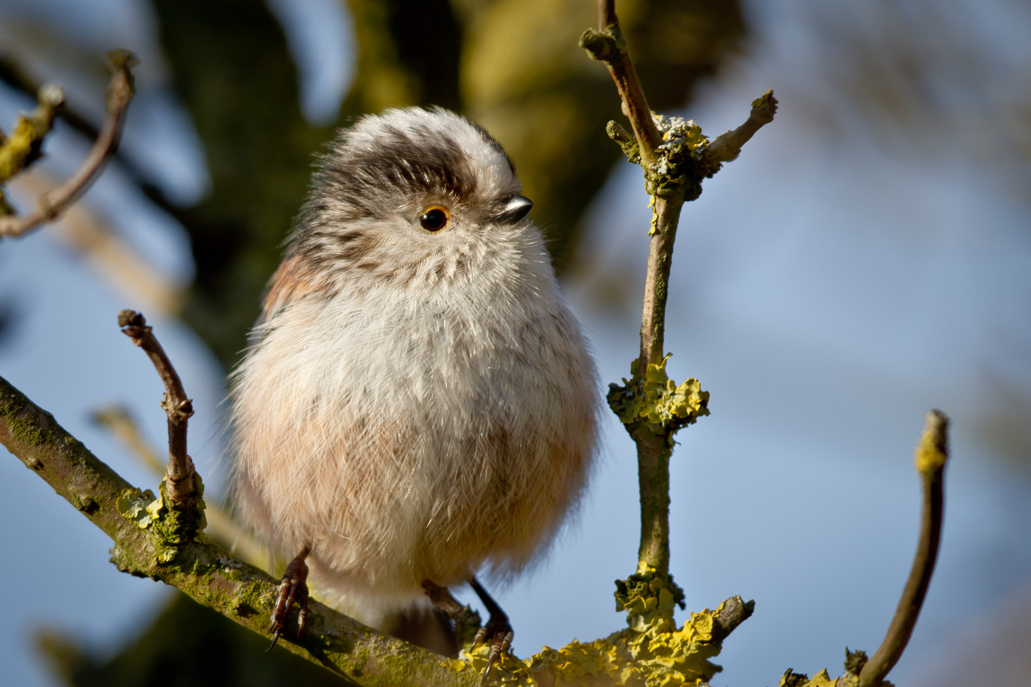 Canon EF 500mm F4L IS II USM sample photo. The fluffy lolipop photography
