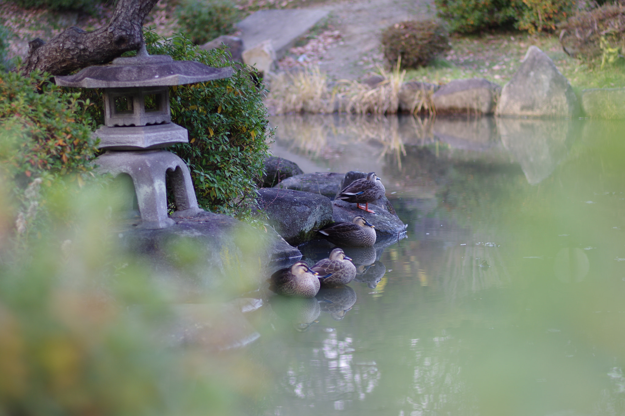 Pentax smc FA 77mm 1.8 Limited sample photo. Good night photography