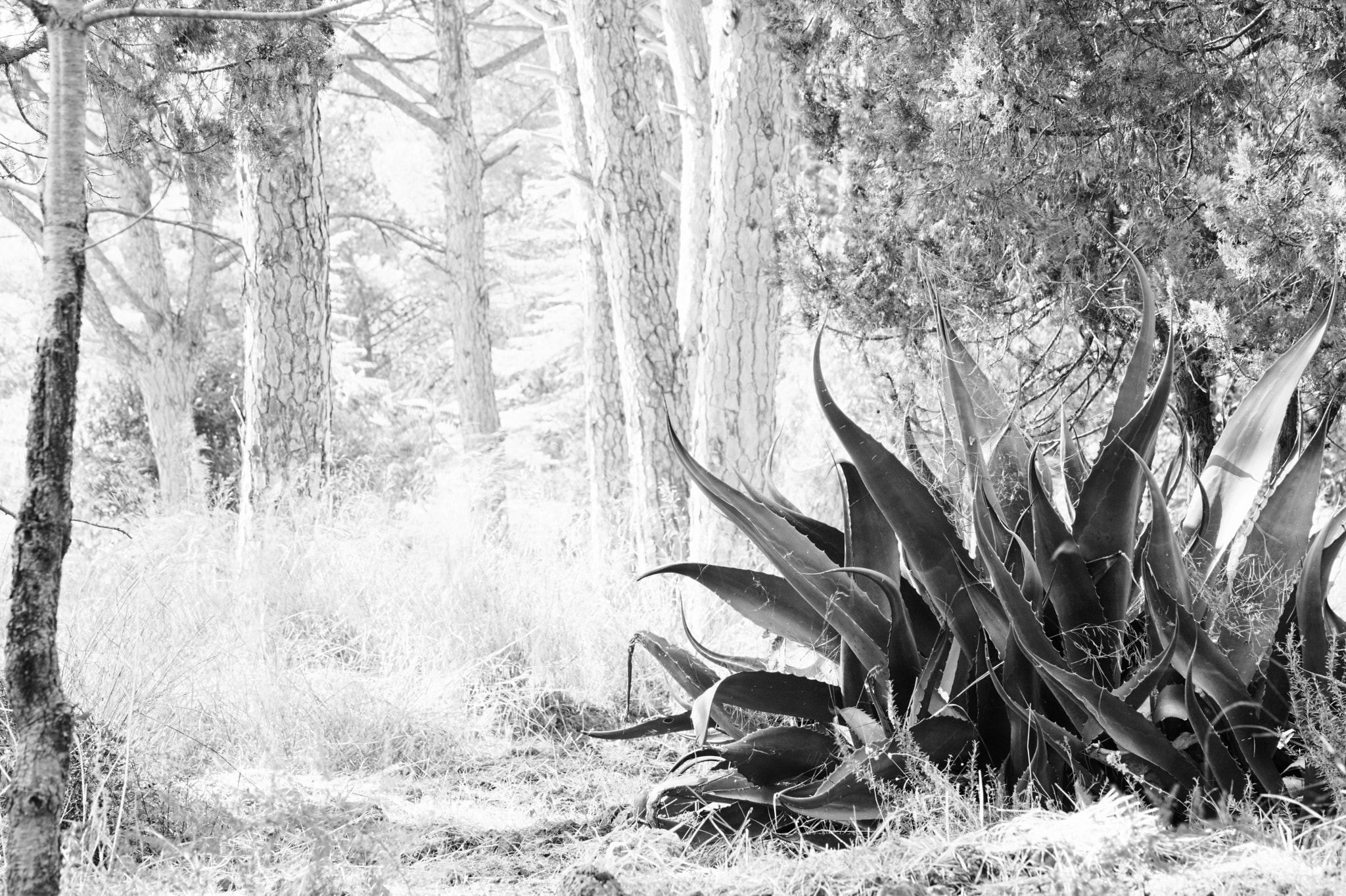 Canon EF 70-210mm f/3.5-4.5 USM sample photo. The creature photography