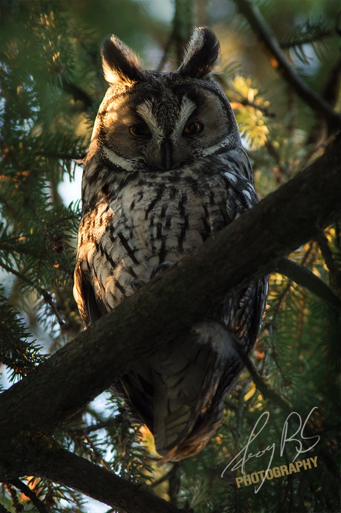 Canon EF 300mm F4L IS USM sample photo. Silent knight photography