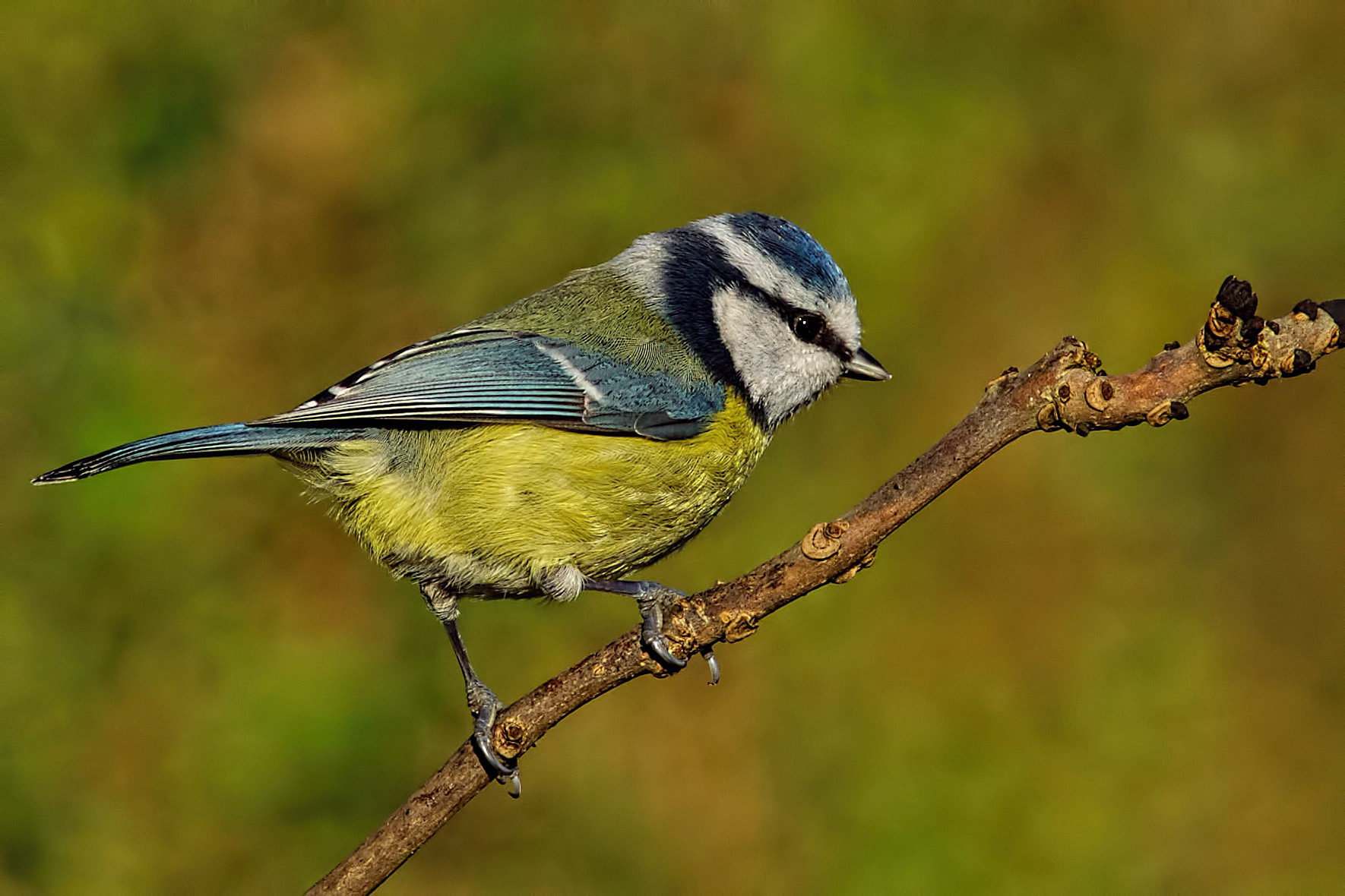 Sony a99 II + Minolta AF 300mm F2.8 HS-APO G sample photo. Blue tit photography