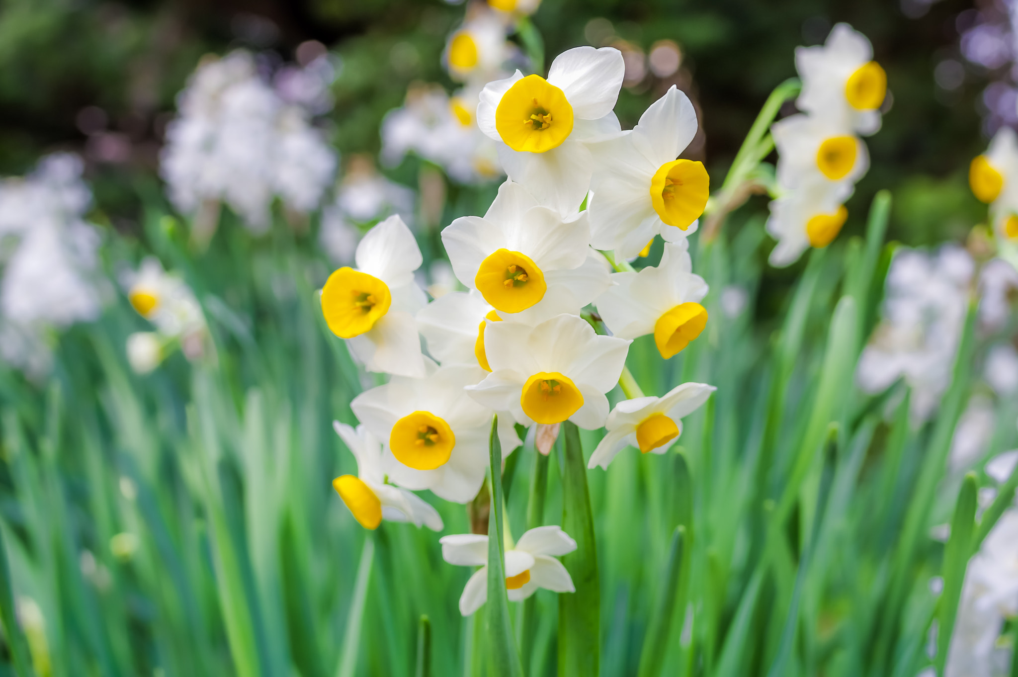 Pentax smc FA 31mm F1.8 AL Limited sample photo. Yellow trumpeters photography