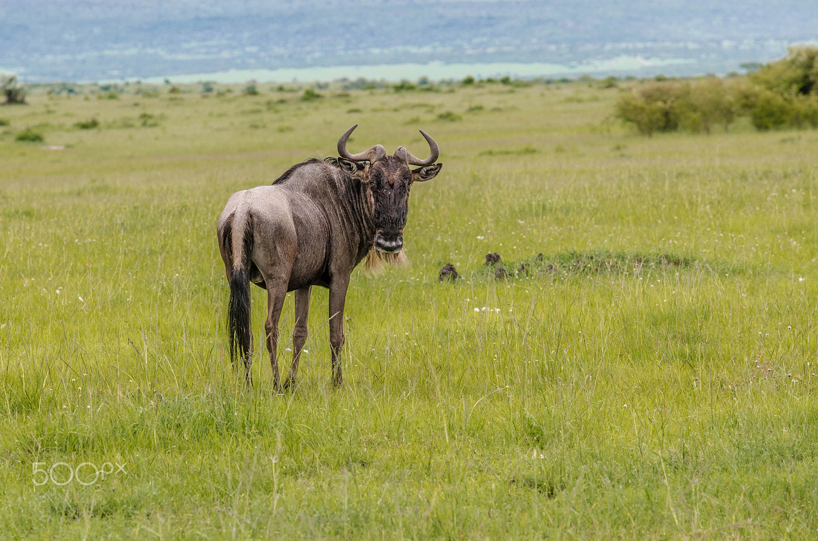 Sigma 50-150mm F2.8 EX APO DC OS HSM sample photo. The gnu photography