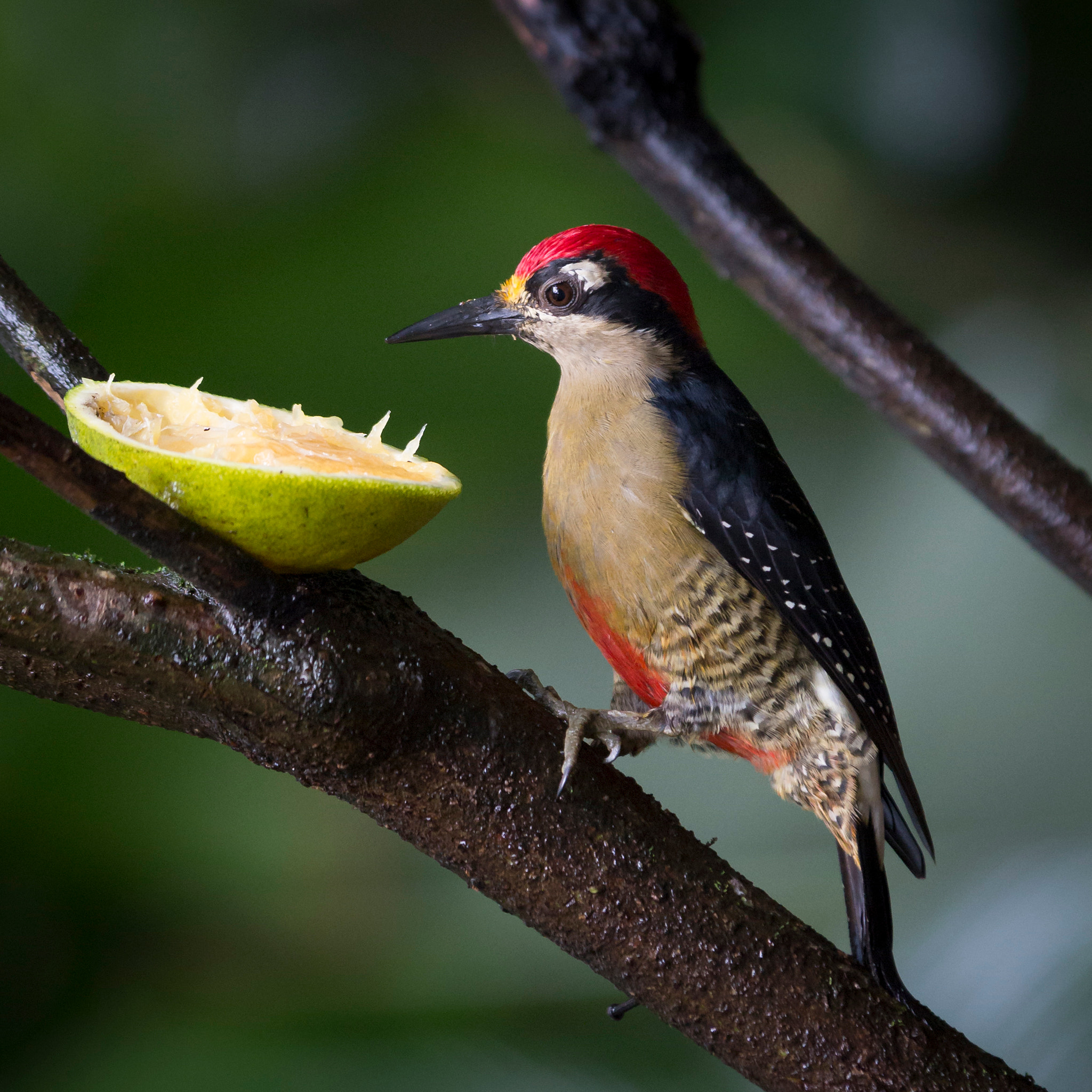 Sigma 70-200mm F2.8 EX DG OS HSM sample photo. Pic de pucheran photography