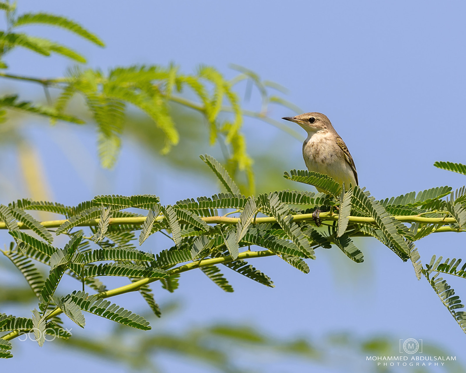 Nikon D610 + Nikon AF-S Nikkor 600mm F4G ED VR sample photo. Bird photography