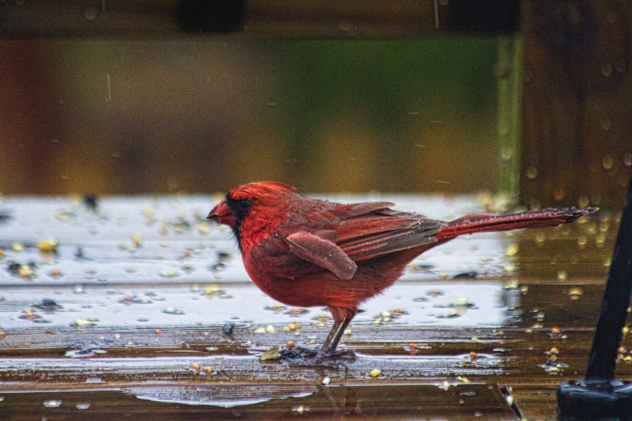 Canon EF 70-300mm F4-5.6 IS USM sample photo. Wet cardinal photography
