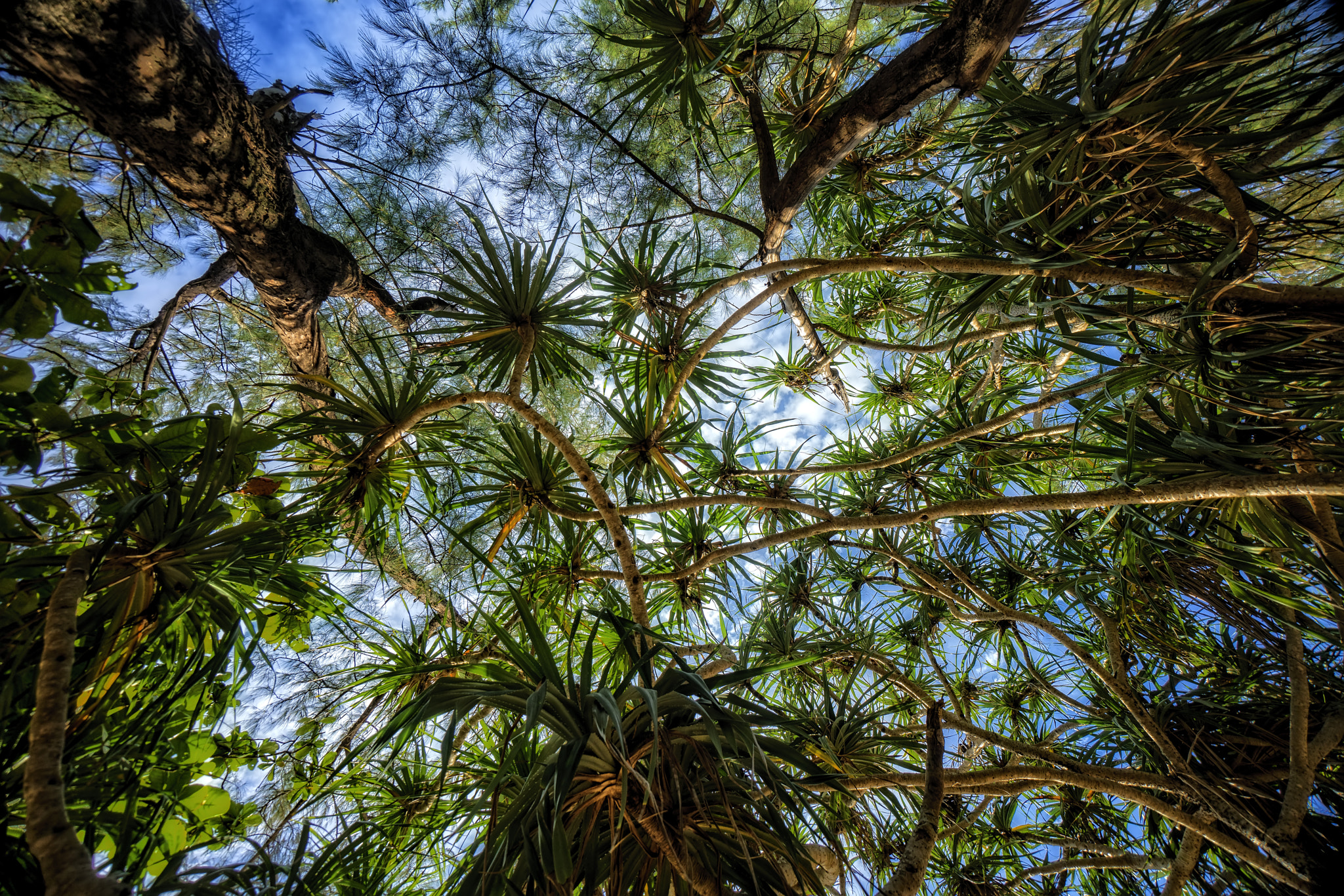 Sony a7R II + Sony E 10-18mm F4 OSS sample photo. Looking up ... photography