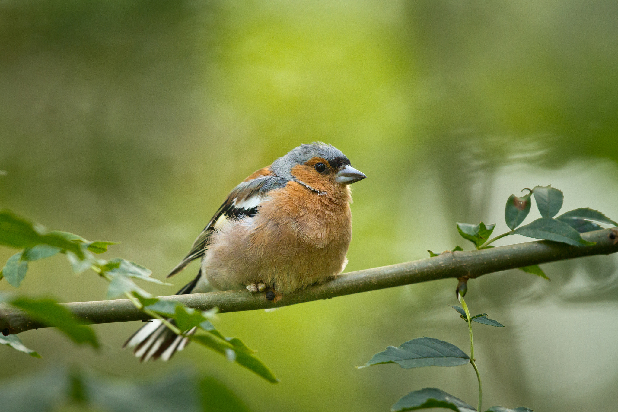 Canon EF 500mm F4L IS II USM sample photo. The chaffinch relaxes photography