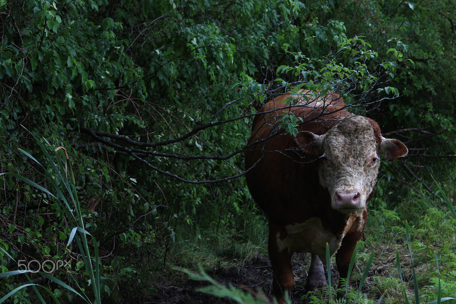 Canon EF 28-90mm f/4-5.6 sample photo. Grumpy cow photography