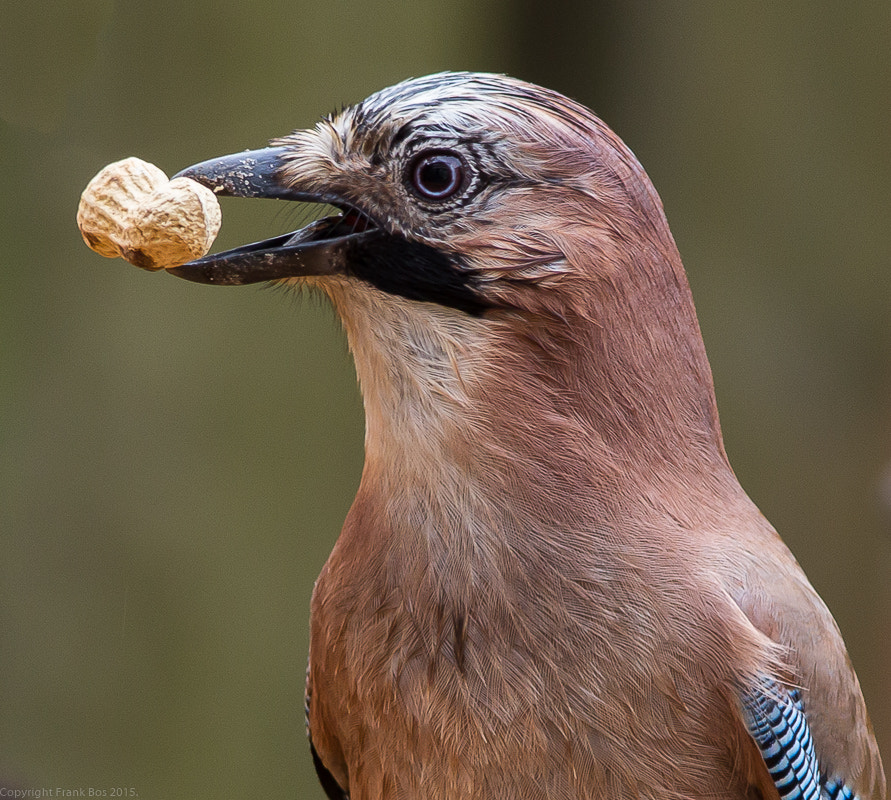 Canon EF 300mm F4L IS USM sample photo. Jay photography