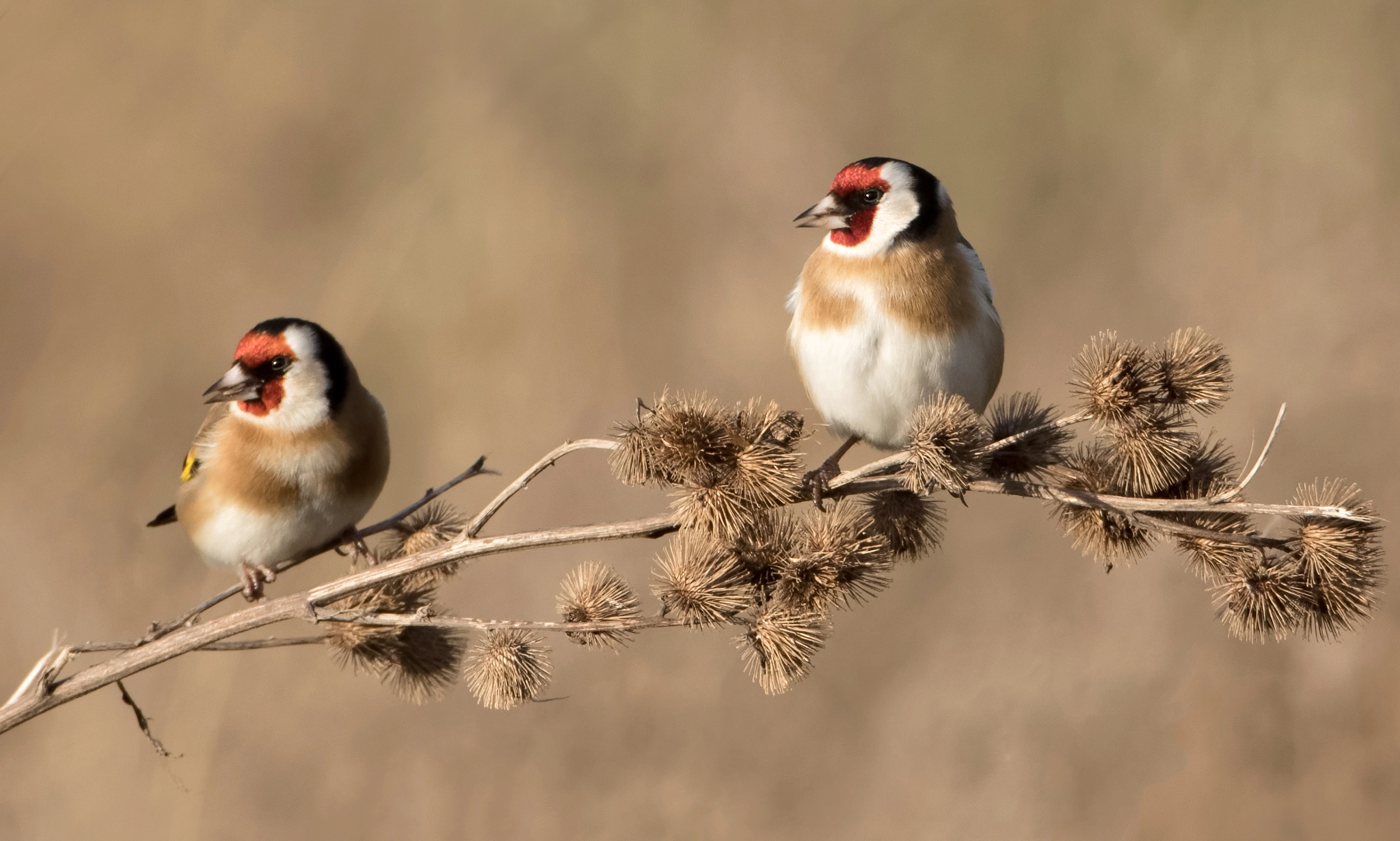 Canon EF 70-200mm F4L USM sample photo. Two goldfinches photography