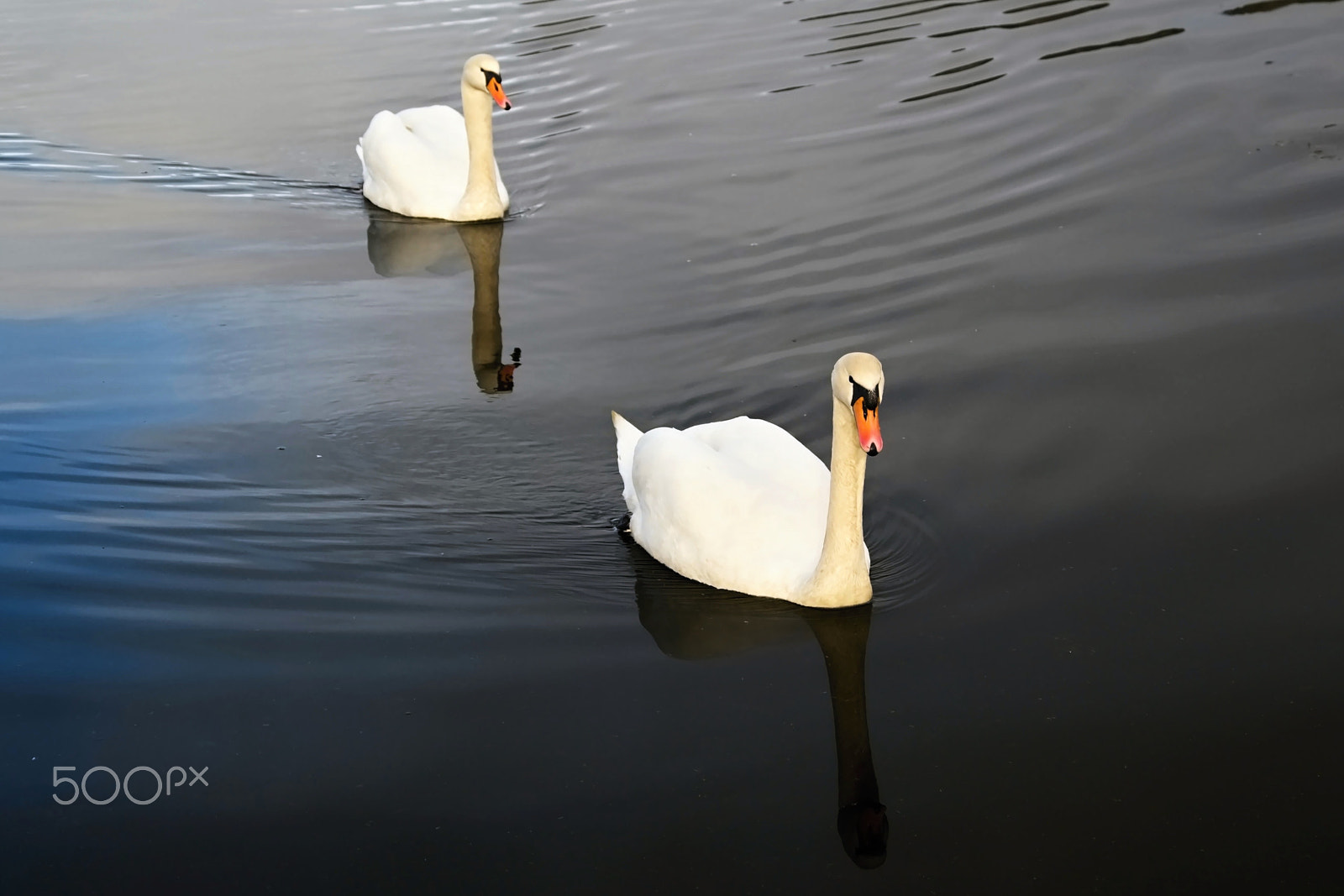 Nikon D3100 + 18.00 - 105.00 mm f/3.5 - 5.6 sample photo. A couple of swans photography