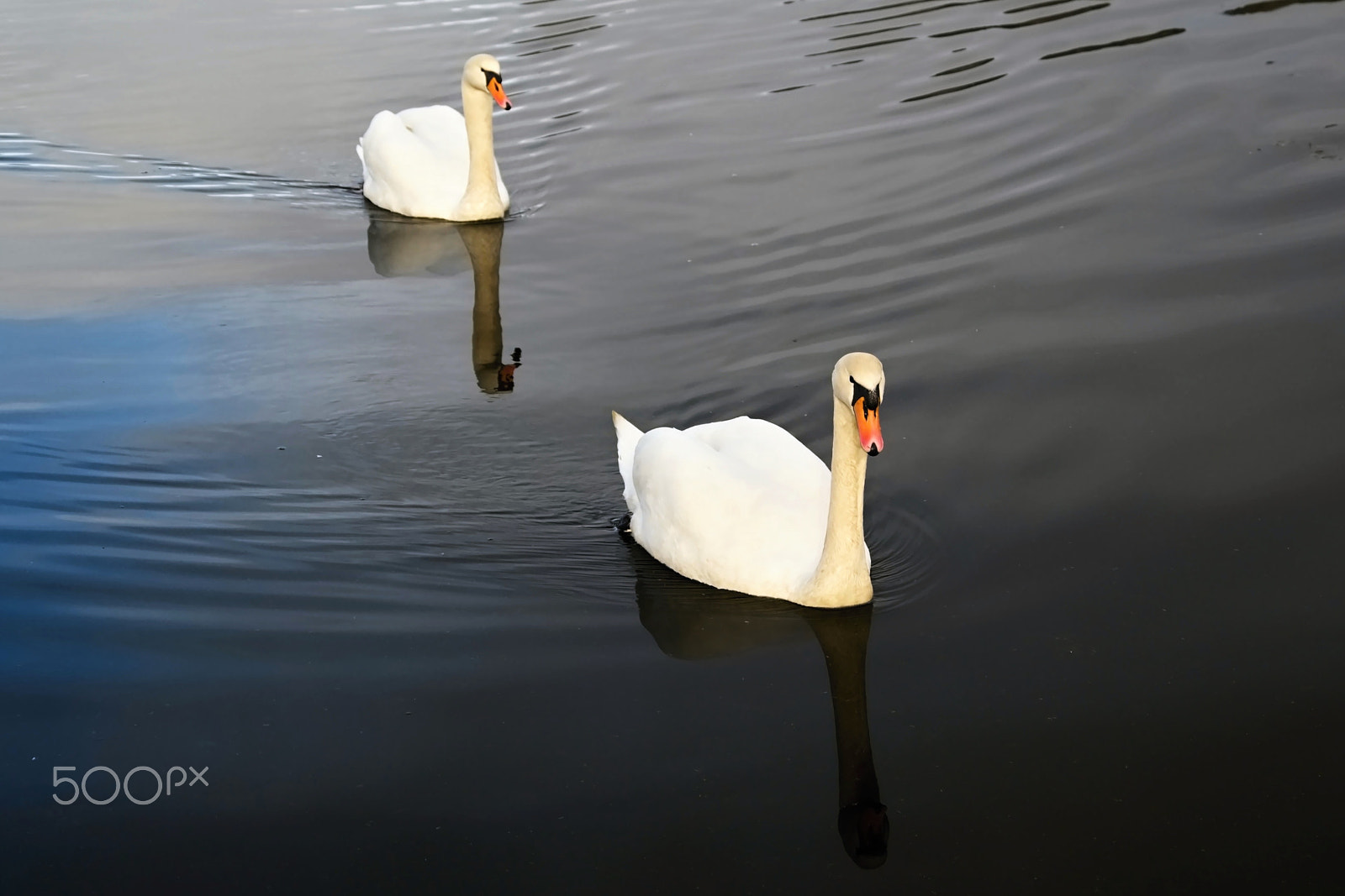 18.00 - 105.00 mm f/3.5 - 5.6 sample photo. A couple of swans photography