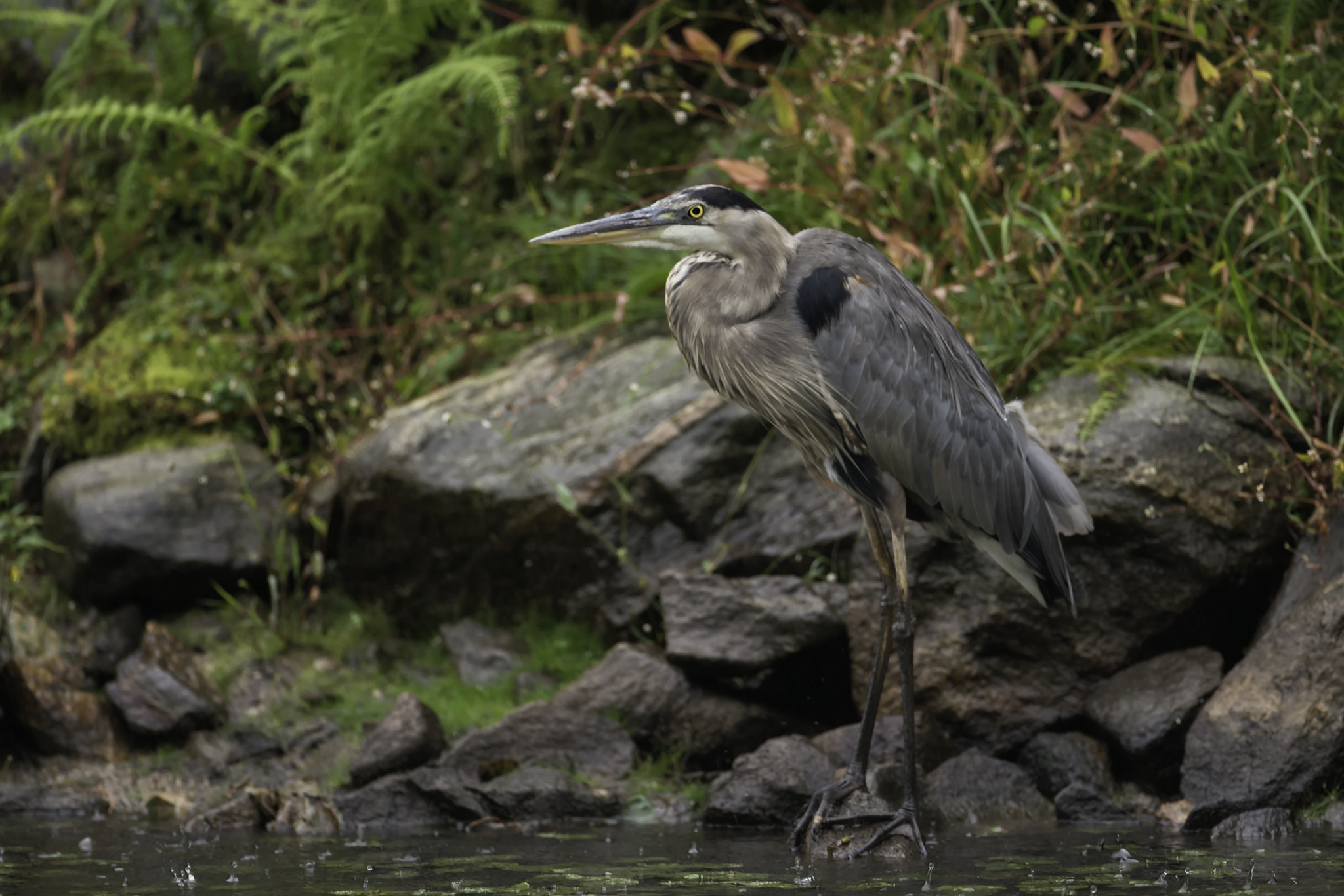 Nikon D800 + Nikon AF-S Nikkor 600mm F4G ED VR sample photo. Even in the rain... photography