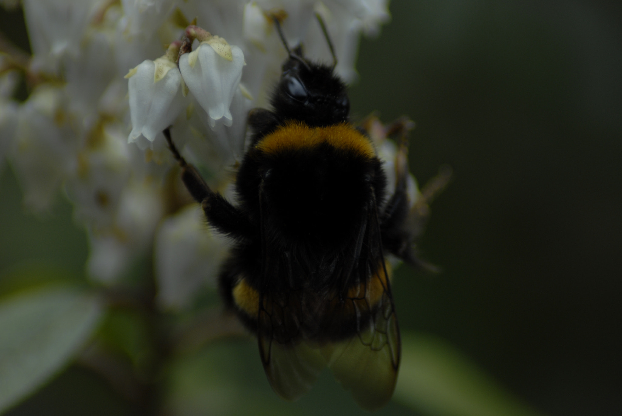 Nikon D200 sample photo. Hummel photography