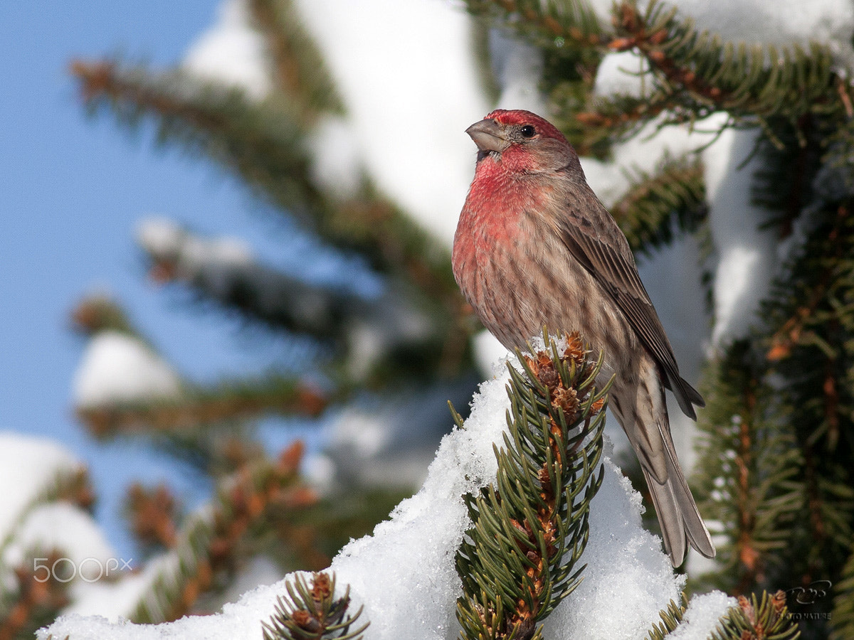 Canon EOS 40D + Canon EF 400mm F5.6L USM sample photo. Common finch photography