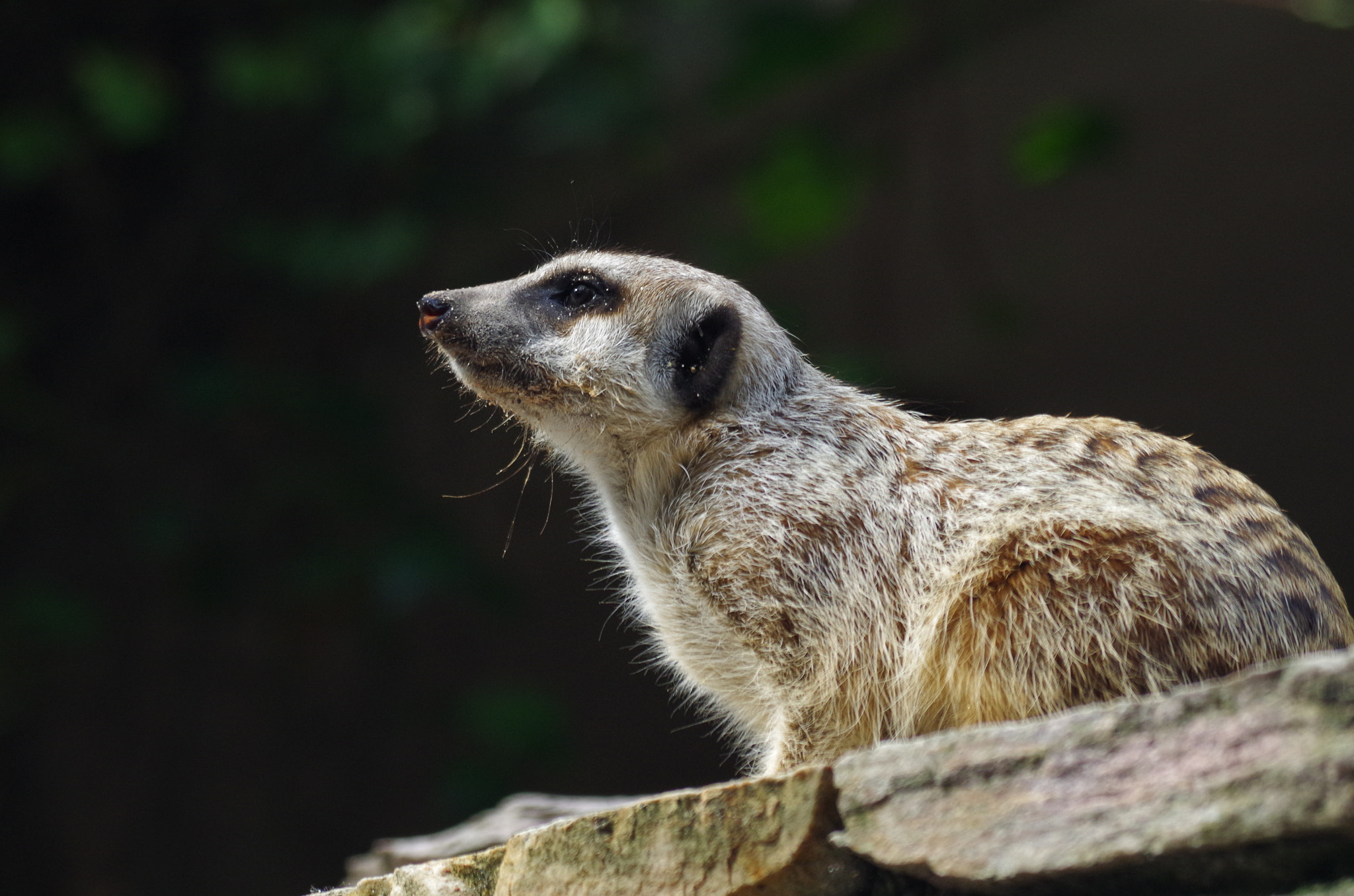 Pentax smc DA 50-200mm F4-5.6 ED WR sample photo. Proud meerkat photography