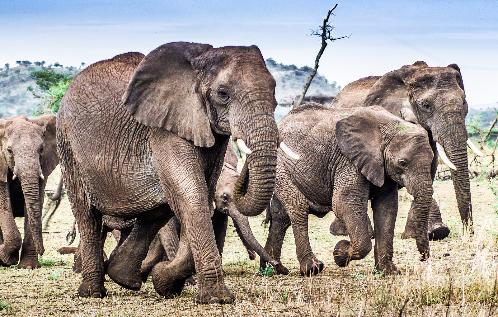Sony SLT-A55 (SLT-A55V) sample photo. __elephant family__ photography