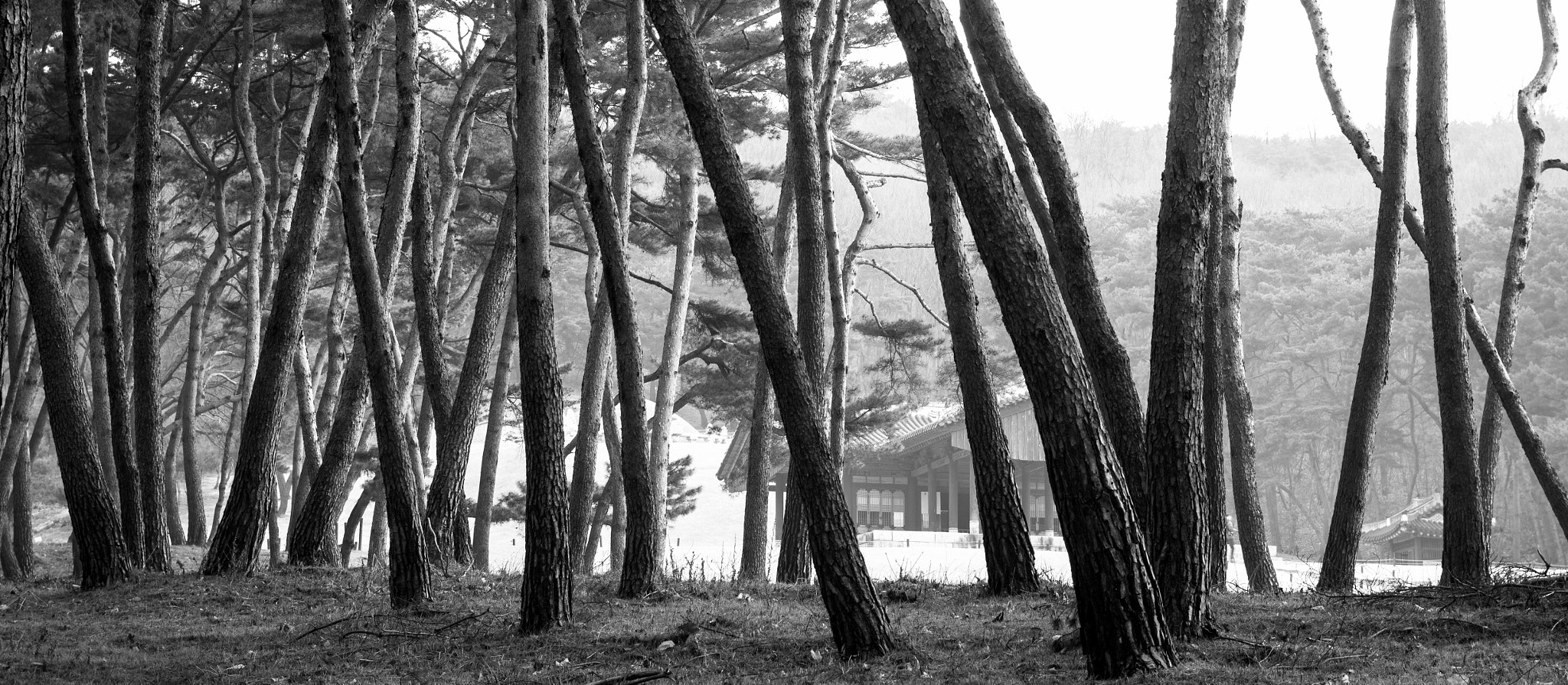 Pentax K-5 IIs sample photo. A pine grove photography