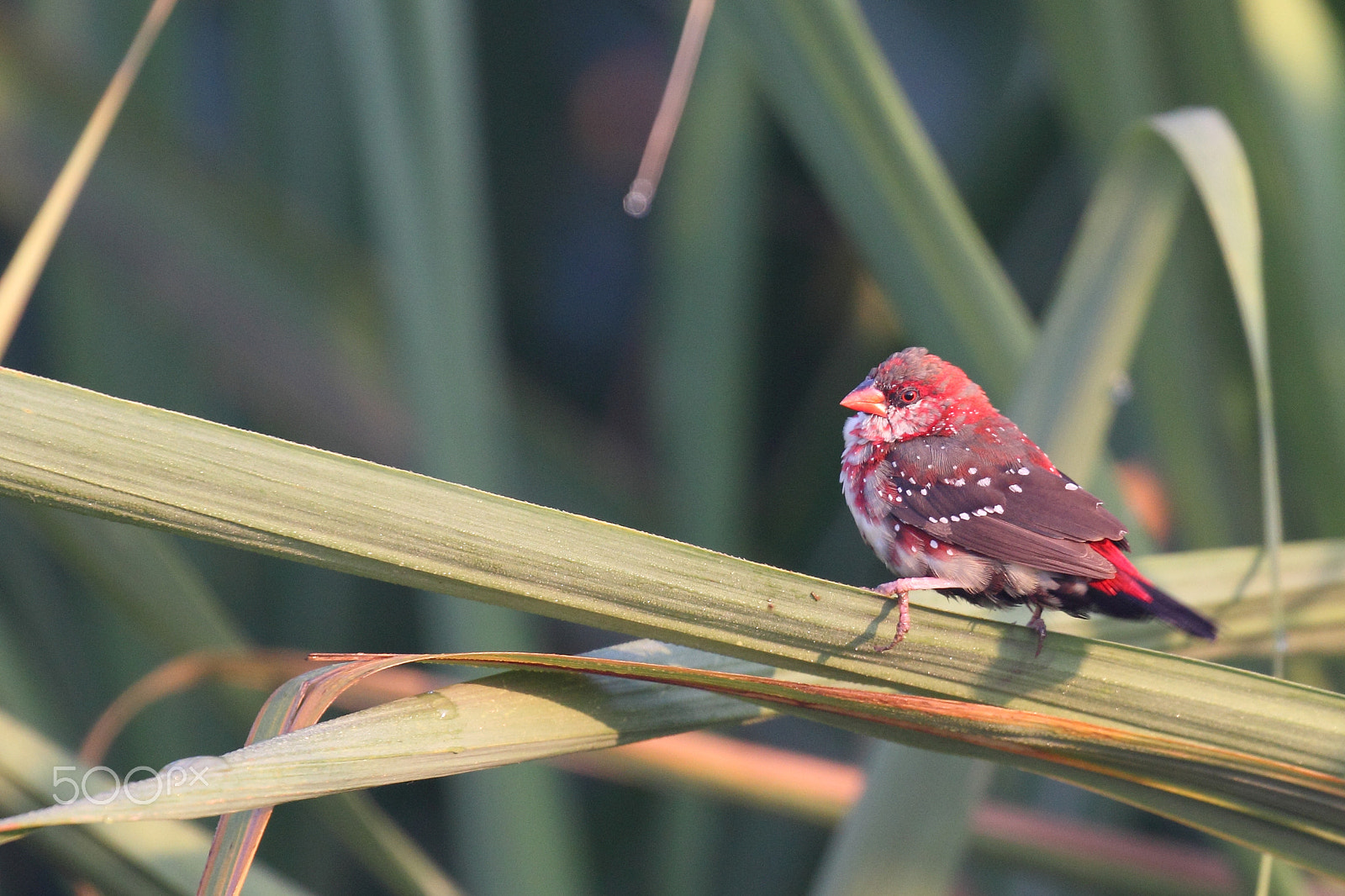 Canon EF 100-400mm F4.5-5.6L IS II USM sample photo. Avadavat photography