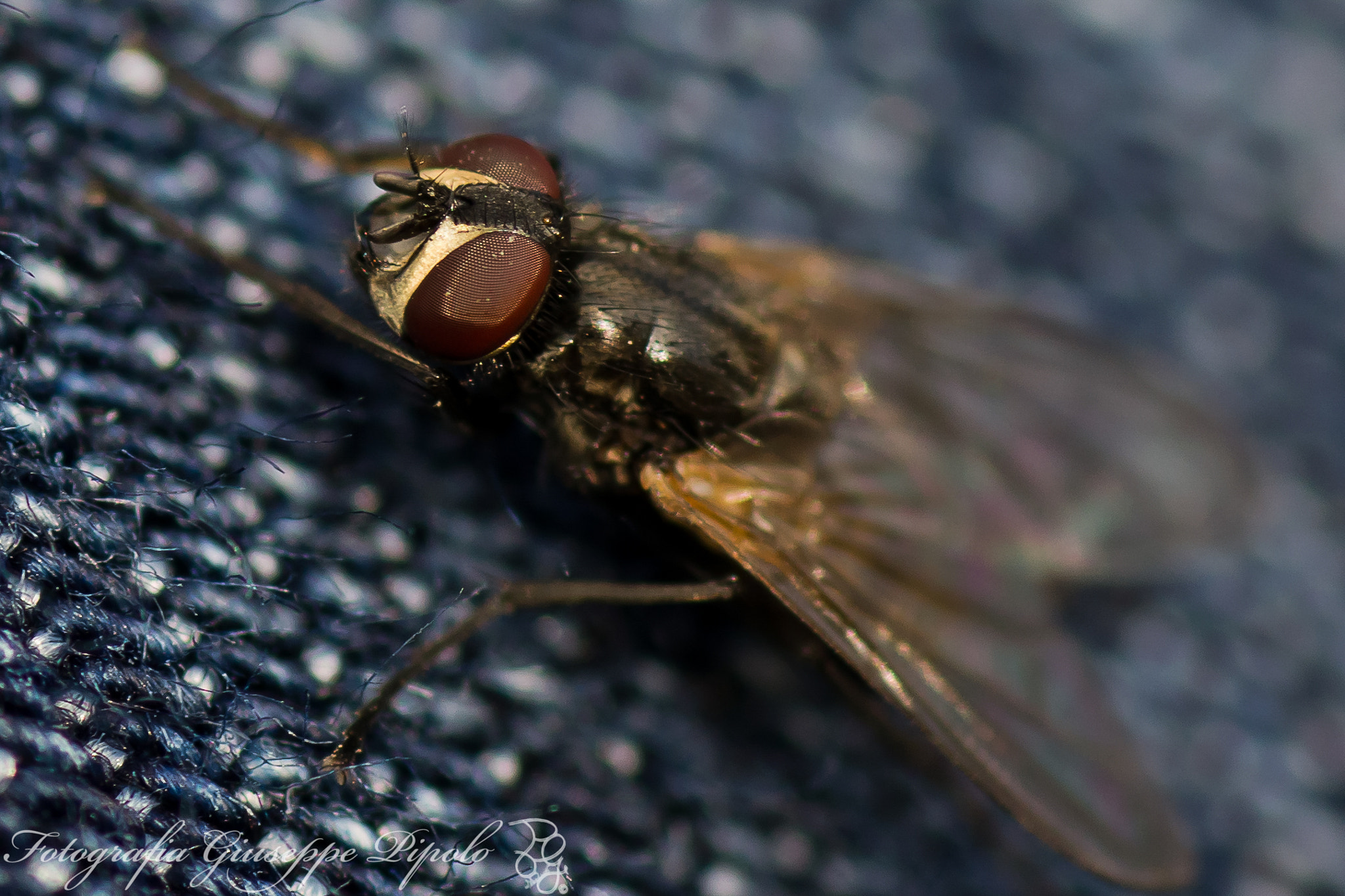 Sony SLT-A55 (SLT-A55V) + Tamron SP AF 90mm F2.8 Di Macro sample photo. Mosca photography