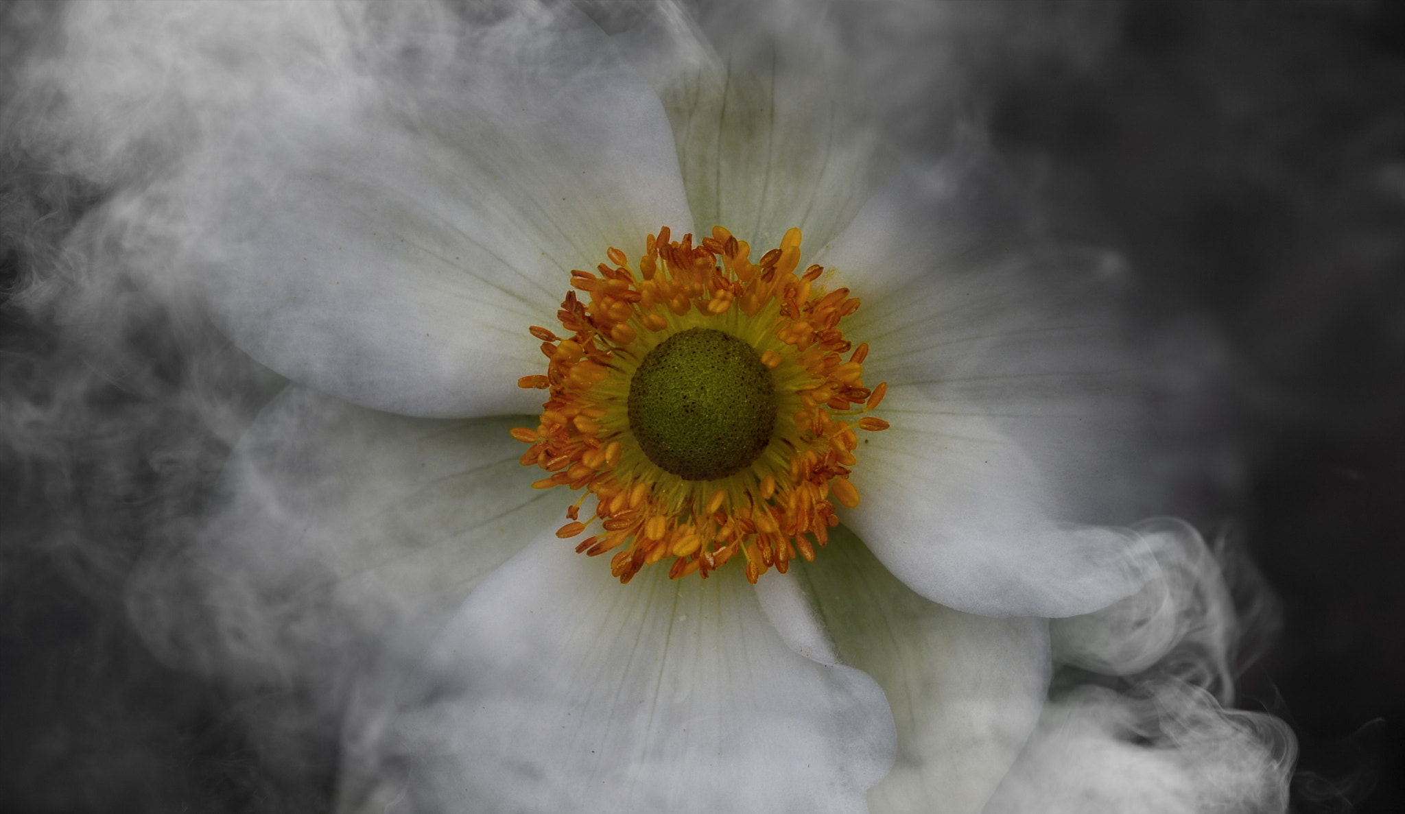 Nikon D7000 + AF Micro-Nikkor 105mm f/2.8 sample photo. Vanishing photography