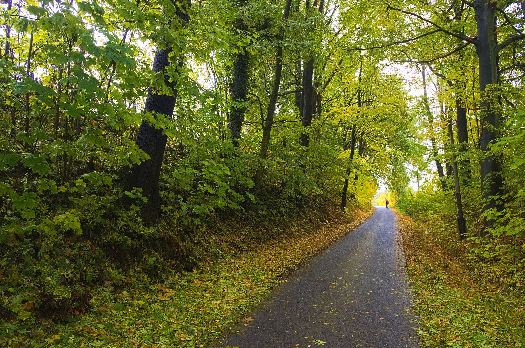 Pentax smc DA 15mm F4 ED AL Limited sample photo. Covered trail in rząśnik village photography
