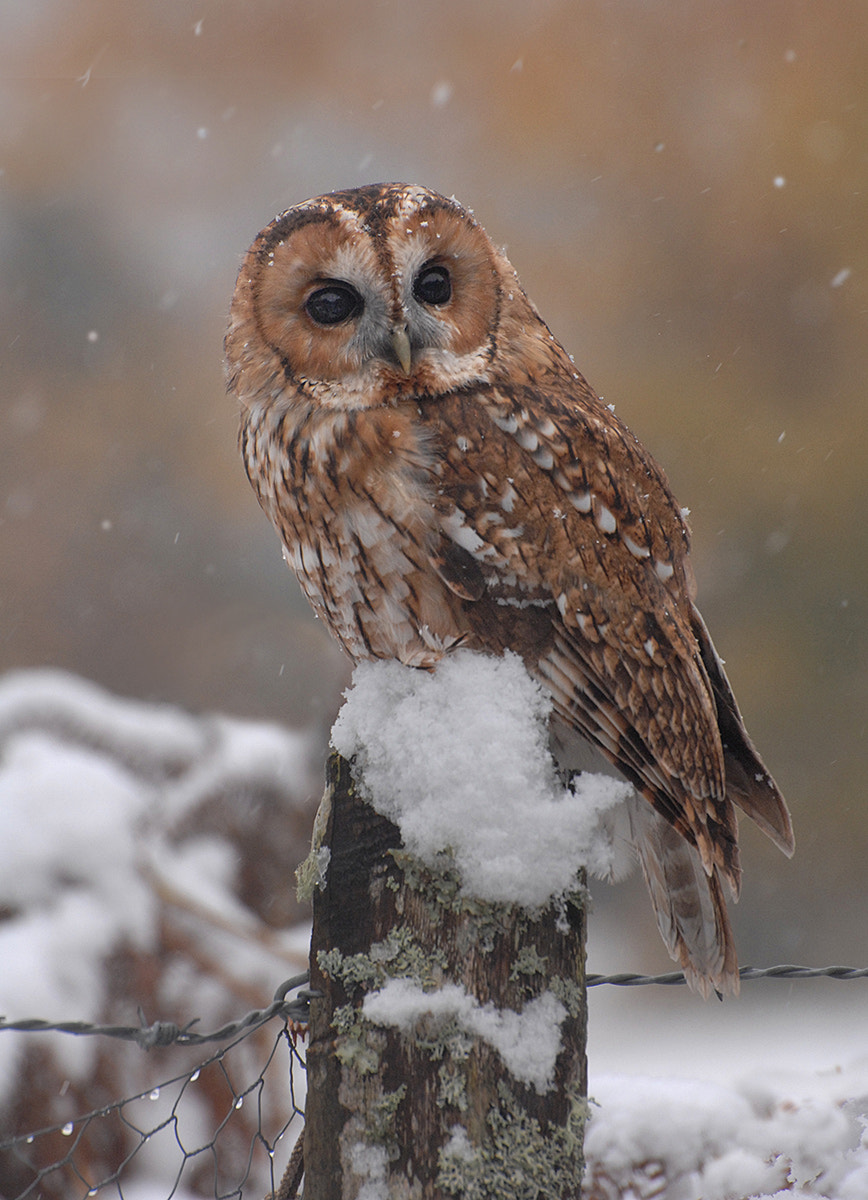 Nikon D2Xs sample photo. Tawny owl photography