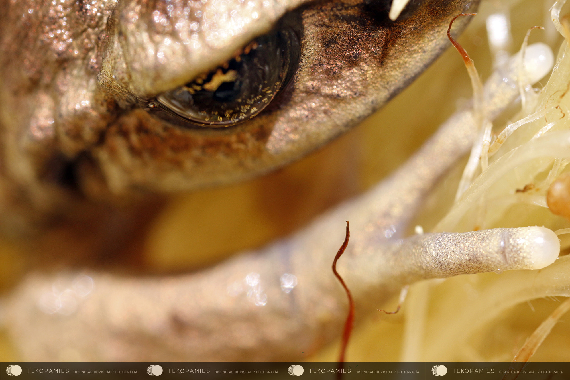 Canon MP-E 65mm F2.5 1-5x Macro Photo sample photo. Rana de nalca photography