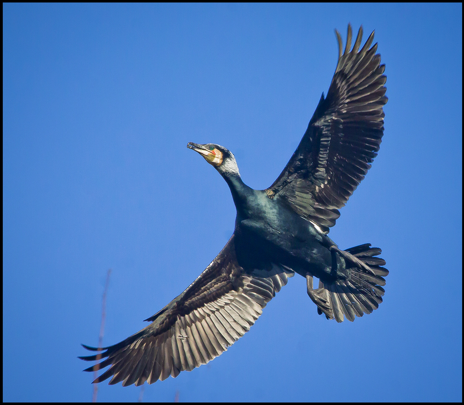 Canon EF 100-400mm F4.5-5.6L IS USM sample photo. Cormorant flight photography