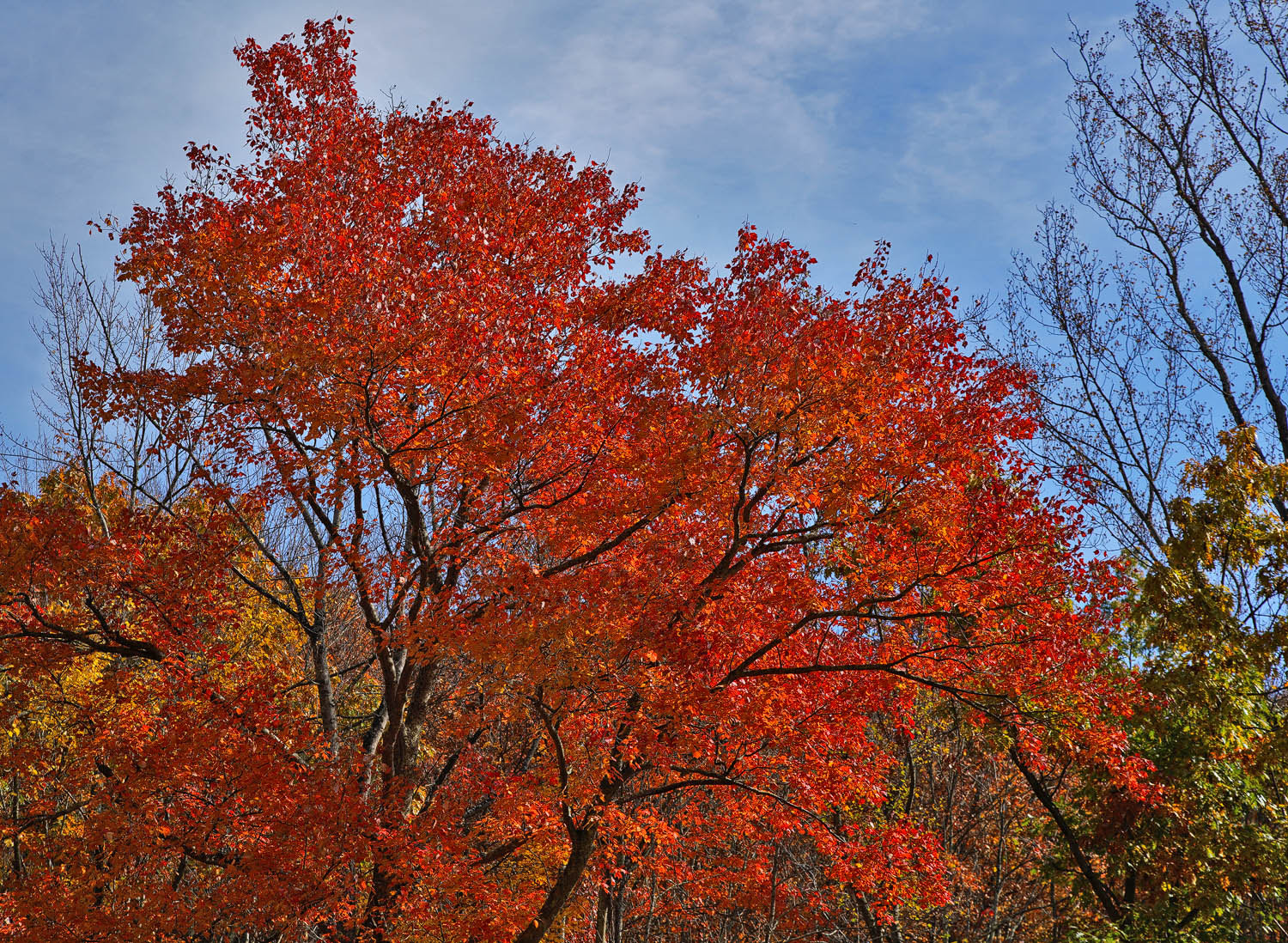 24-105mm F4 G SSM OSS sample photo. Magical maple photography