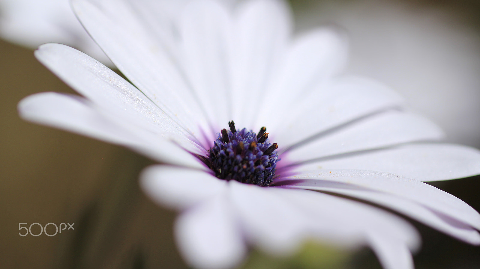 Sigma 50mm f/1.4 EX DG HSM + 1.4x sample photo. Beautiful flower photography