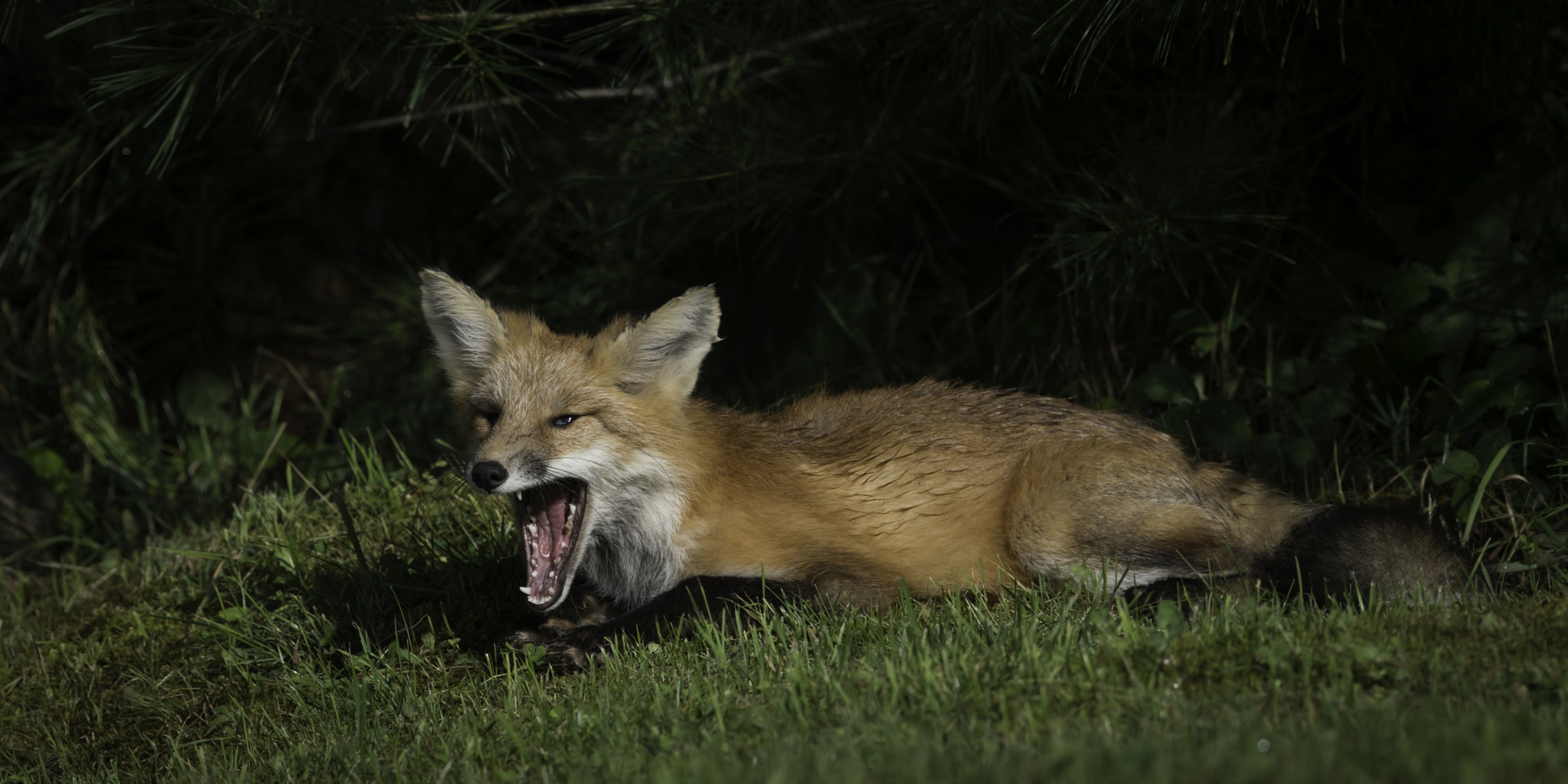Nikon D800 + Nikon AF-S Nikkor 600mm F4G ED VR sample photo. It's a long day... photography