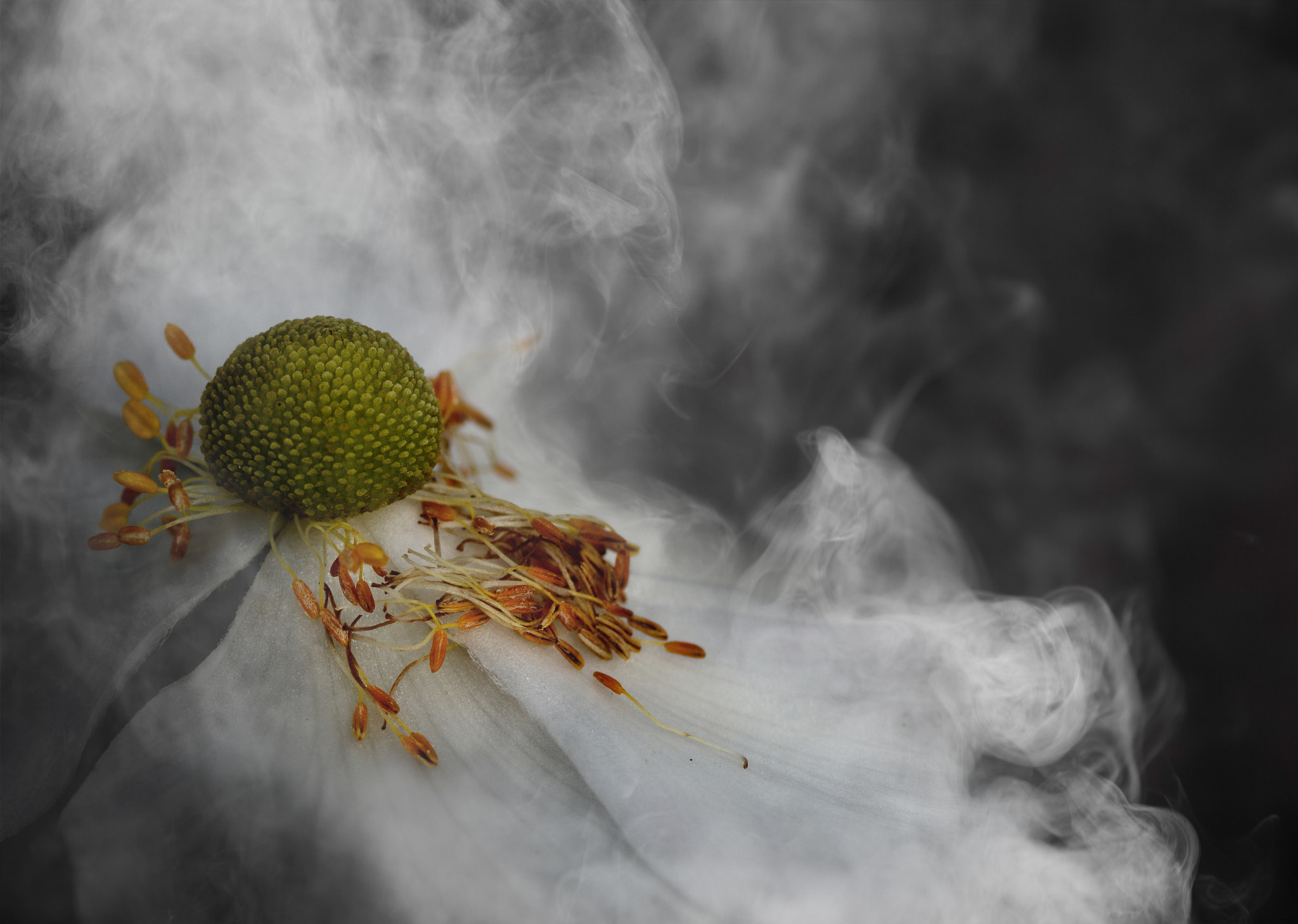 Nikon D7100 + AF Micro-Nikkor 105mm f/2.8 sample photo. Vanishing photography