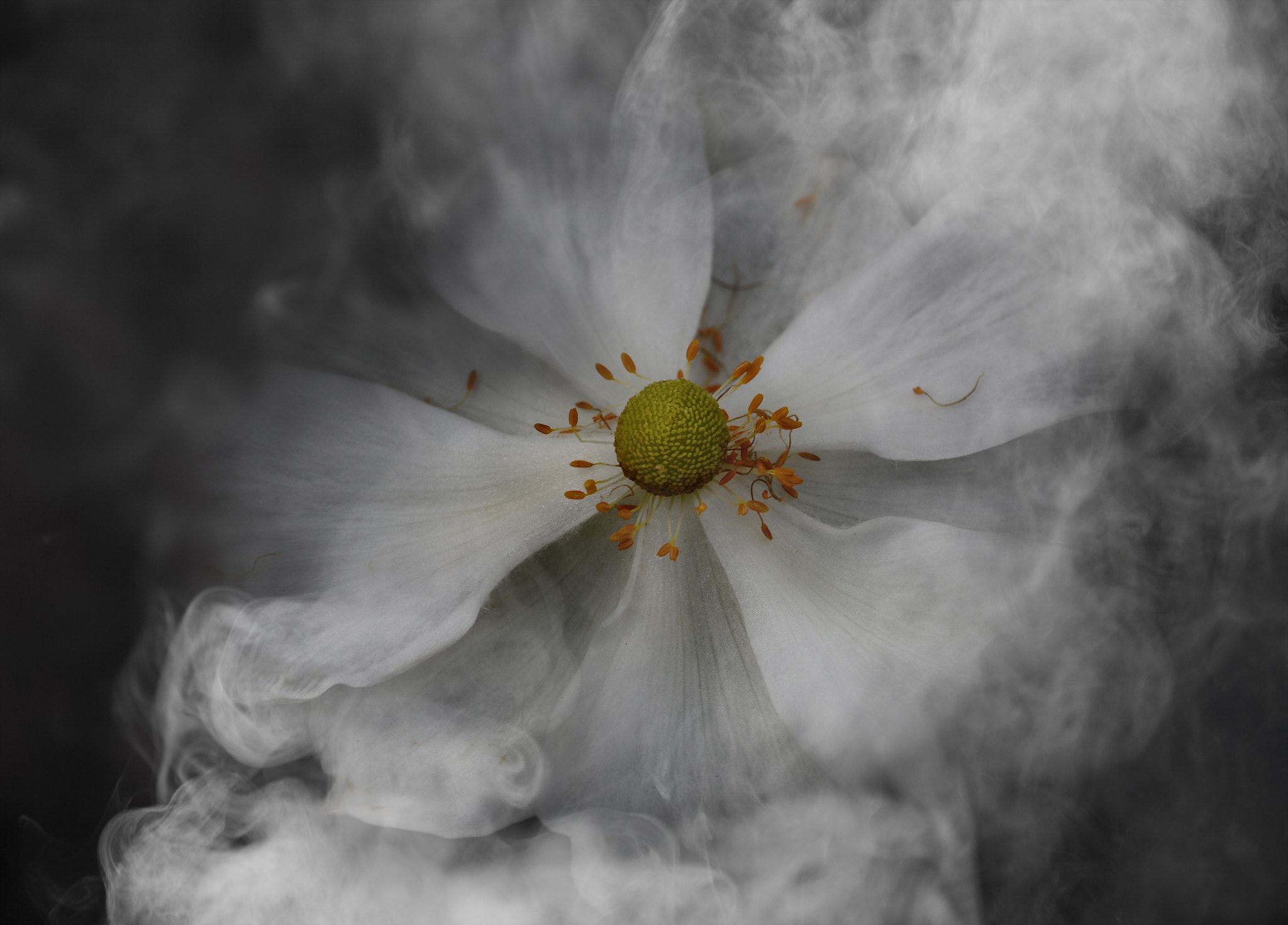 Nikon D7100 + AF Micro-Nikkor 105mm f/2.8 sample photo. Vanishing photography