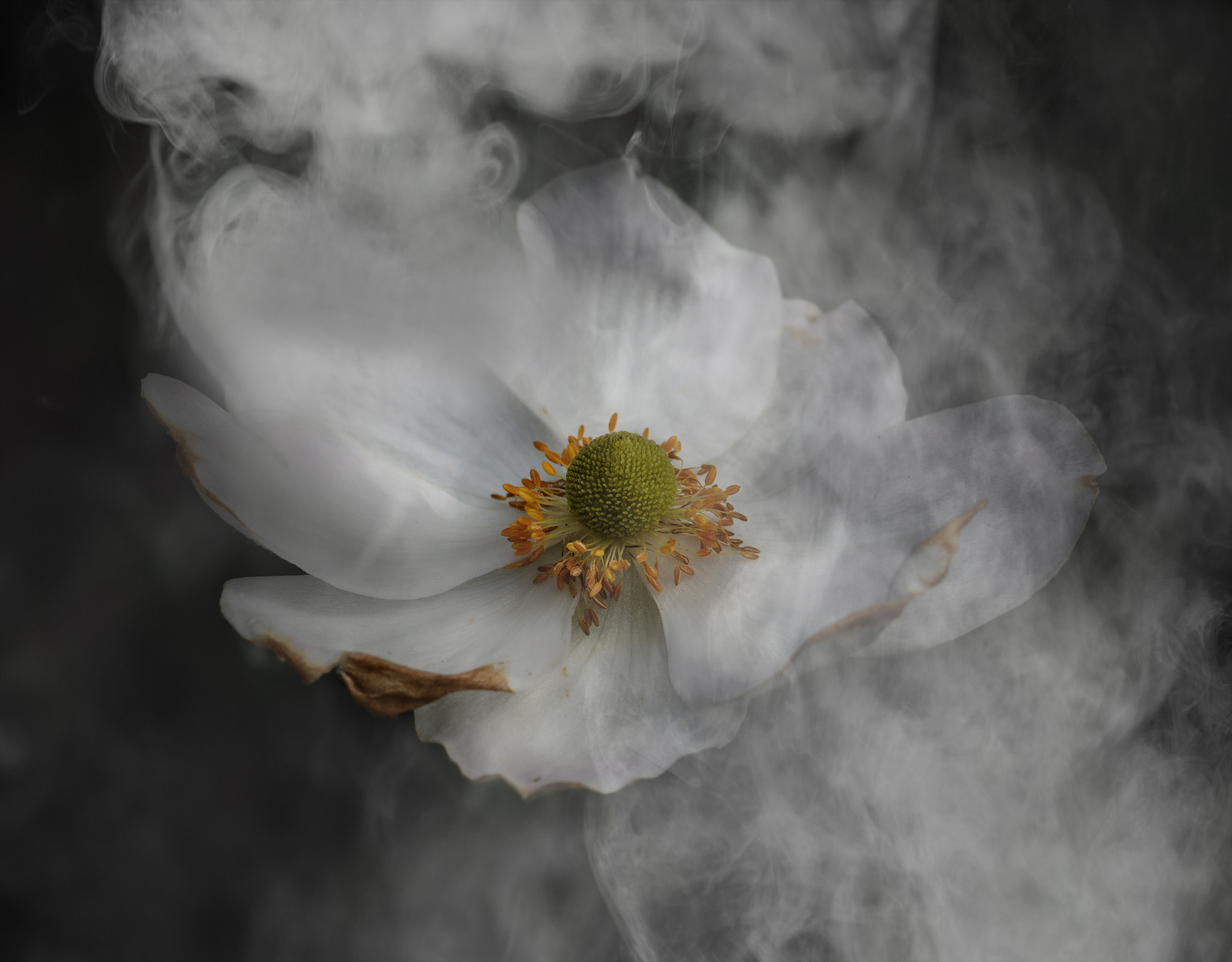 Nikon D7100 + AF Micro-Nikkor 105mm f/2.8 sample photo. Vanishing photography