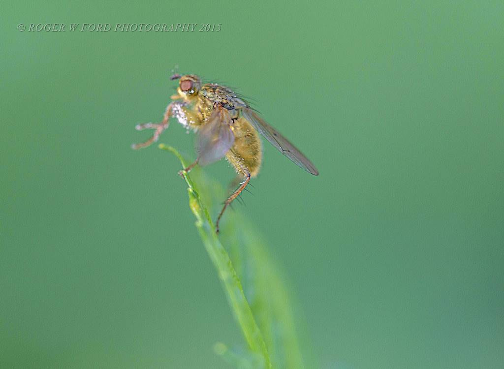 Sigma 150mm F2.8 EX DG Macro HSM sample photo. Fly catching some rays. photography