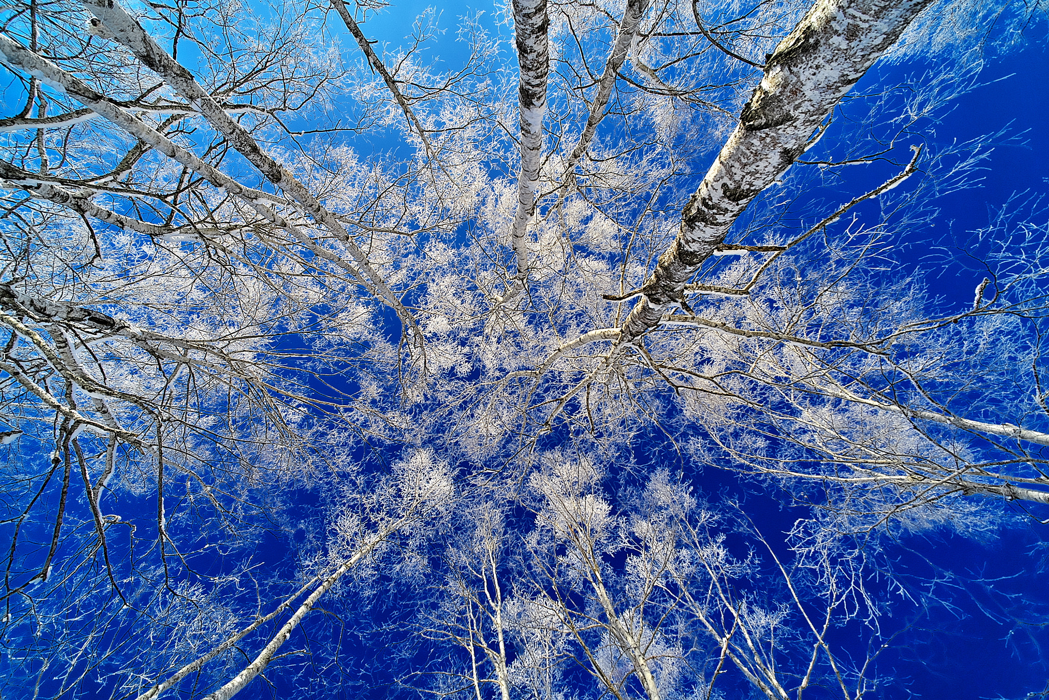 Sony a7S sample photo. White birch, blue sky, general frost photography
