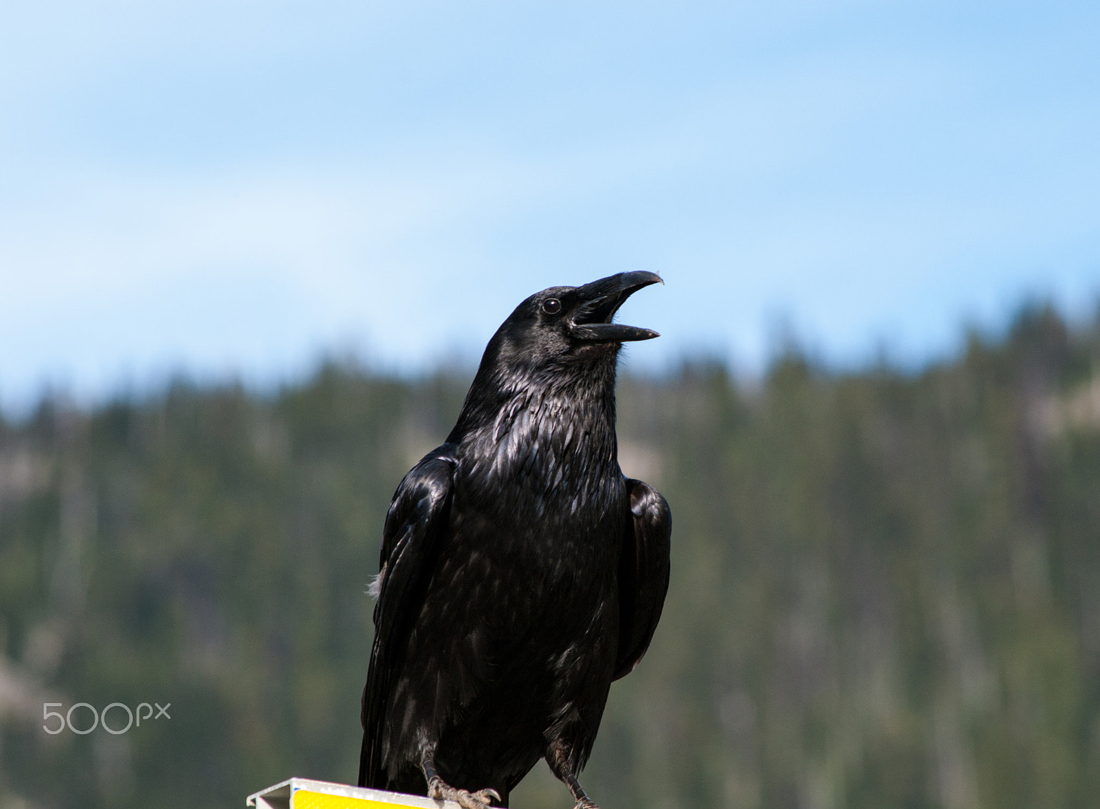 HD Pentax DA 55-300mm F4.0-5.8 ED WR sample photo. Manning park raven photography