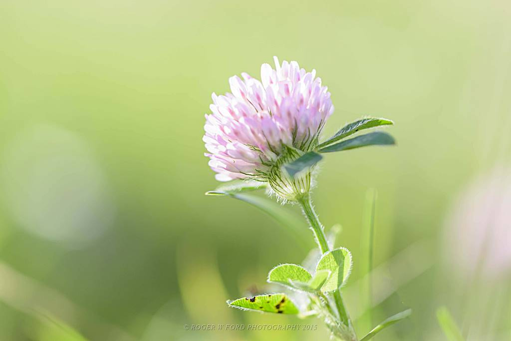 Sigma 150mm F2.8 EX DG Macro HSM sample photo. Clover (i think) photography