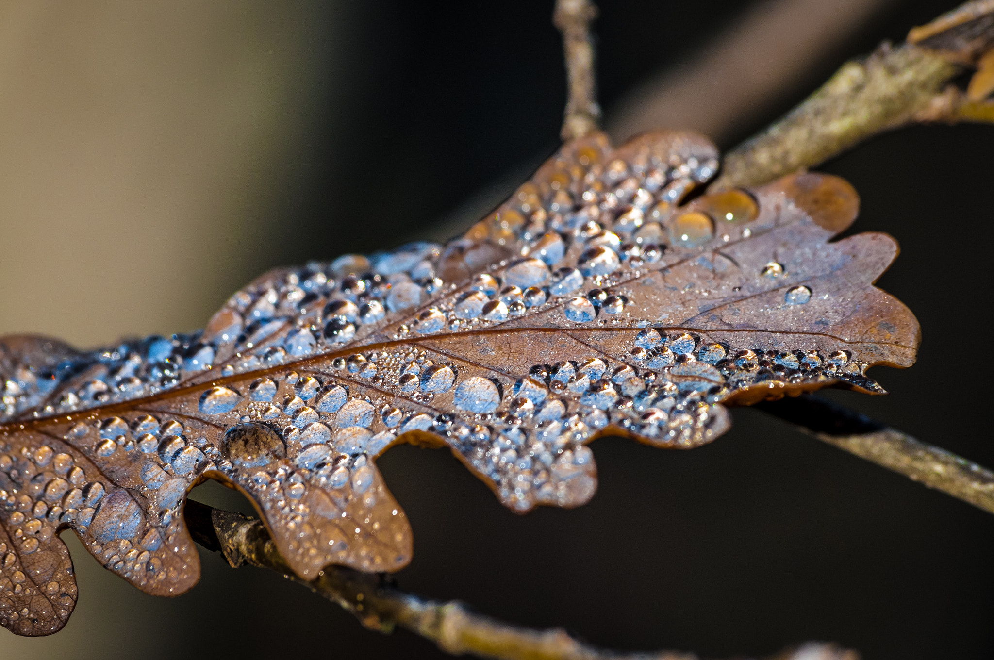Sigma 70-300mm F4-5.6 APO DG Macro sample photo. Dew in the woods photography
