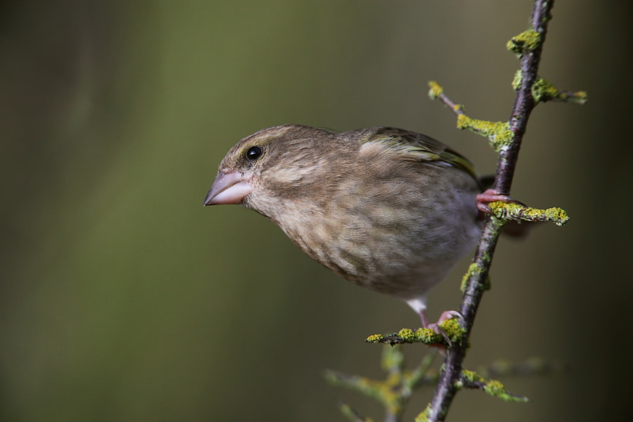 Canon EF 500mm F4L IS USM sample photo. Greenfinch photography