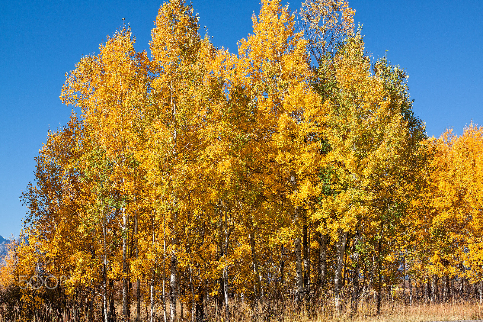 EF28-70mm f/2.8L USM sample photo. Aspens in fall photography