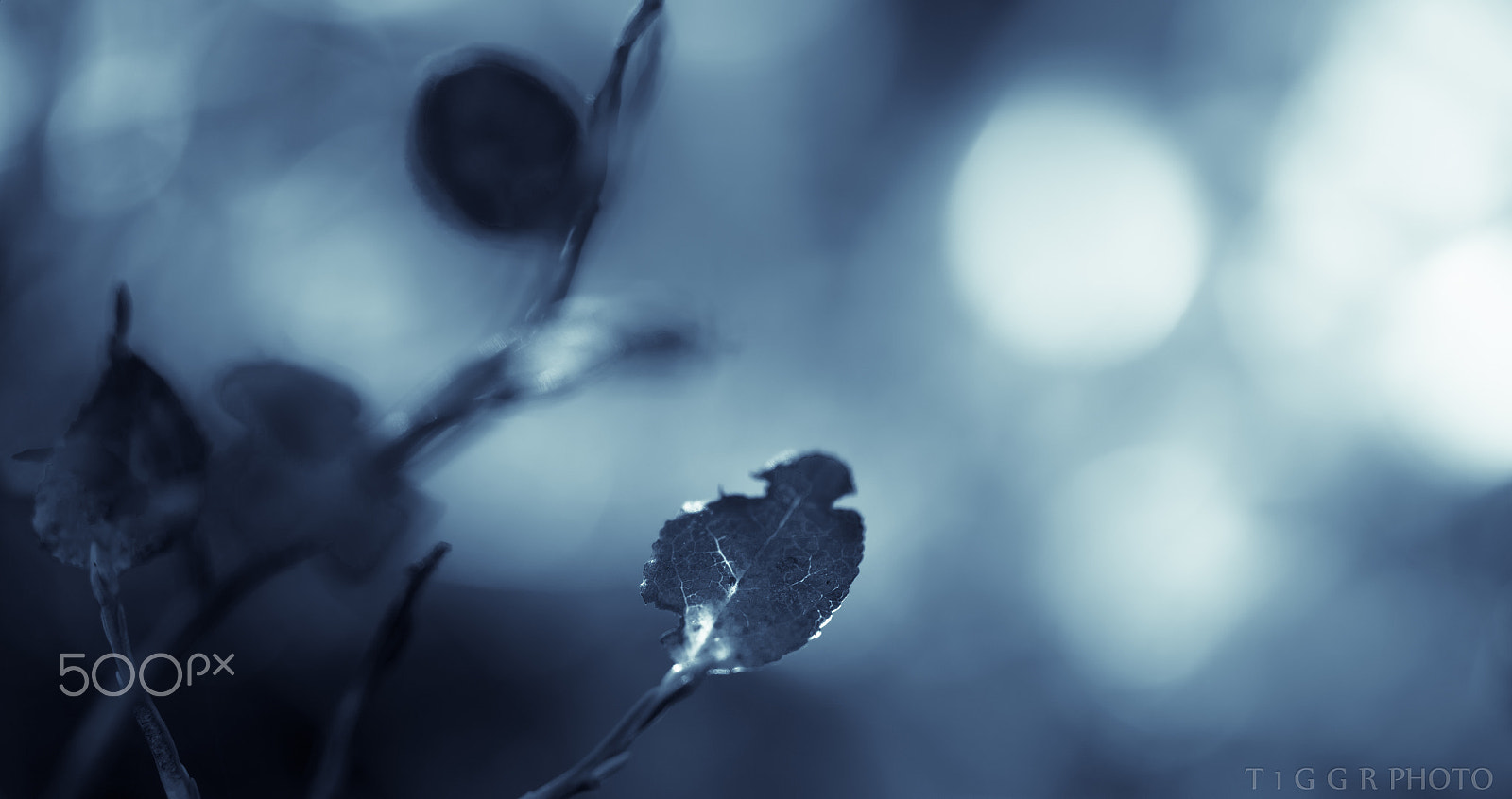 Samsung NX 60mm F2.8 Macro ED OIS SSA sample photo. Imaginery photography