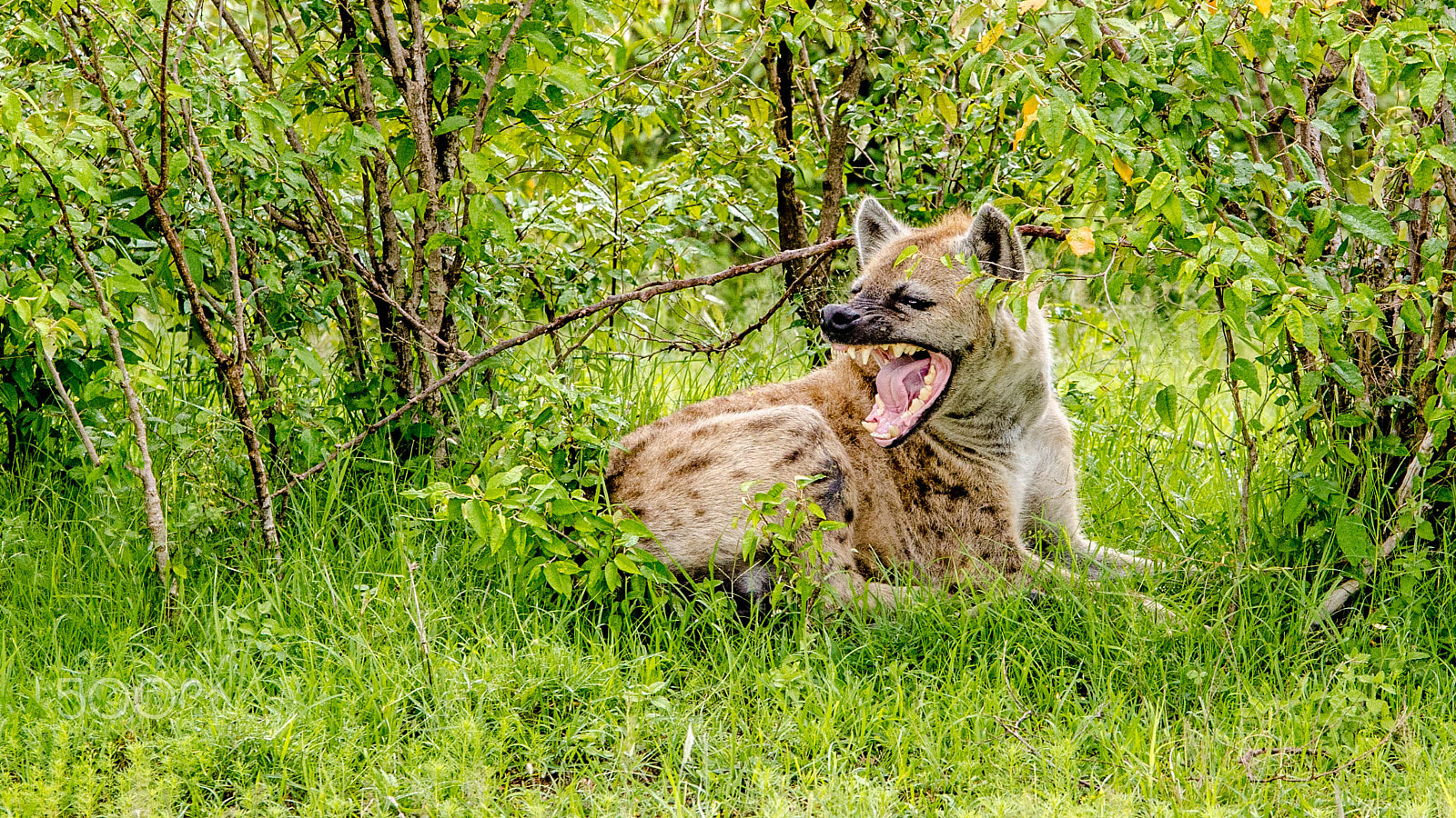 Sigma 50-150mm F2.8 EX APO DC OS HSM sample photo. Hyena photography
